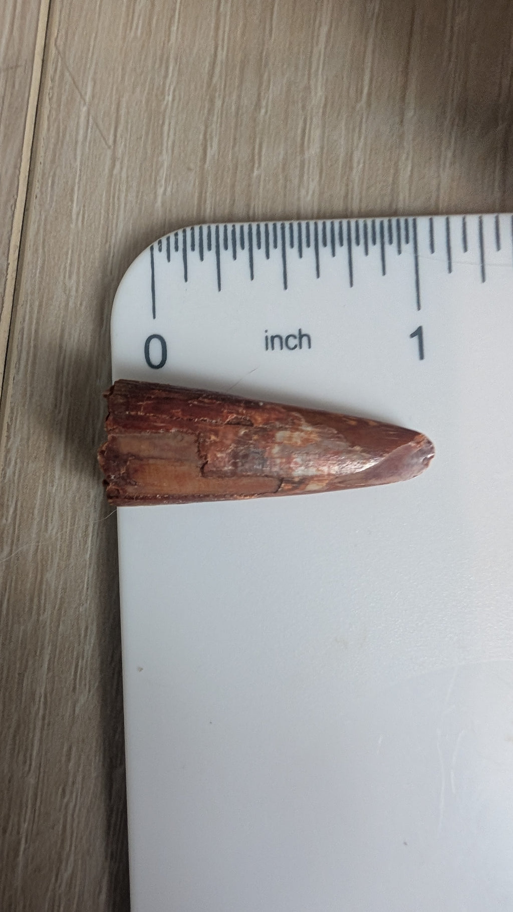 Pterosaur Tooth - Morocco