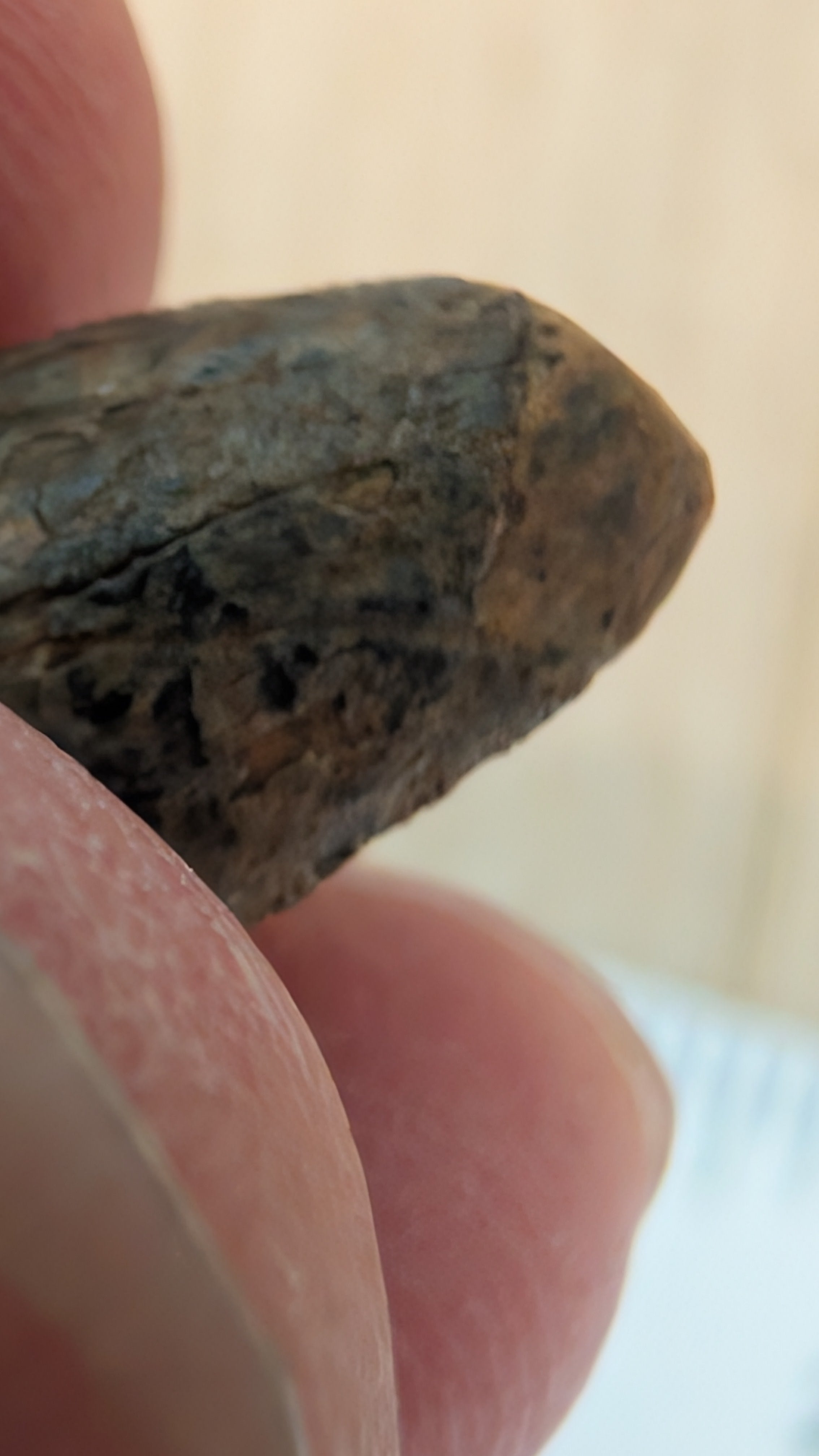 Tyrannosaurus Rex Tooth Tip
