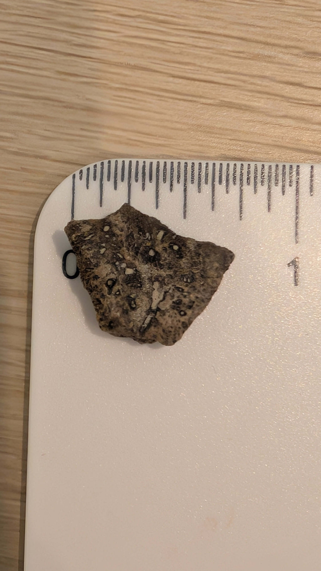 Ankylosaur Sauropelta scute fossil piece measuring 0.75 inches from the Early Cretaceous period.