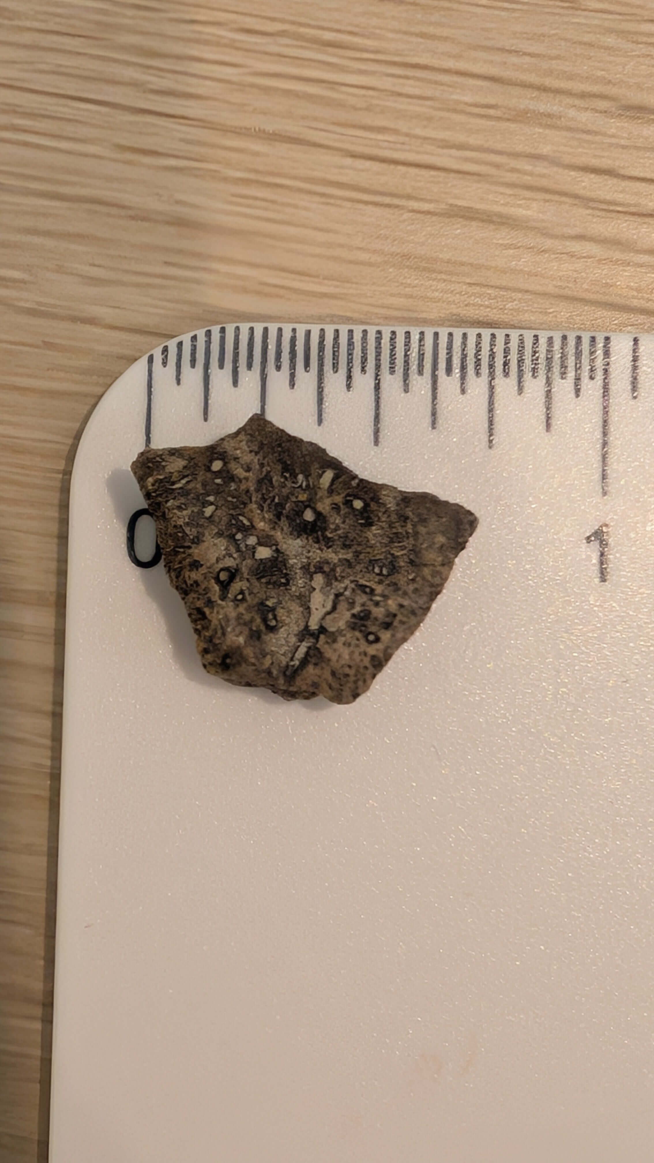 Ankylosaur Sauropelta scute fossil piece measuring 0.75 inches from the Early Cretaceous period.