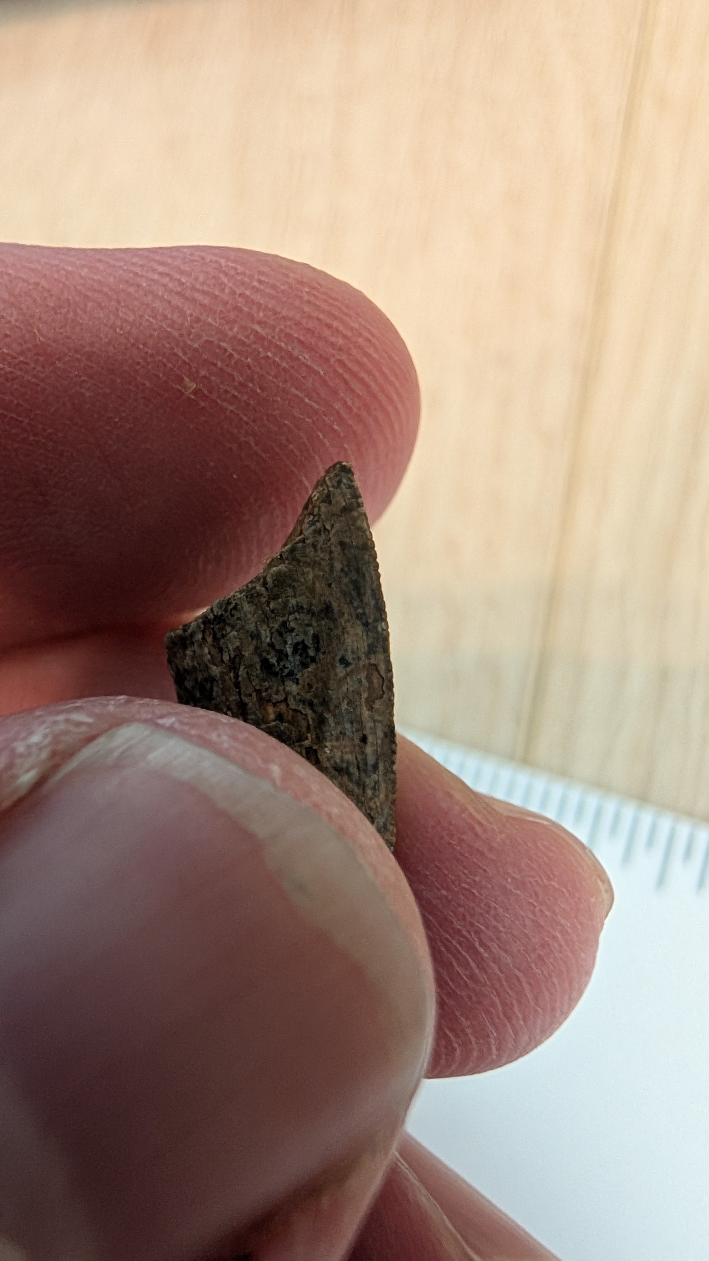 Tyrannosaurus Rex Tooth Tip