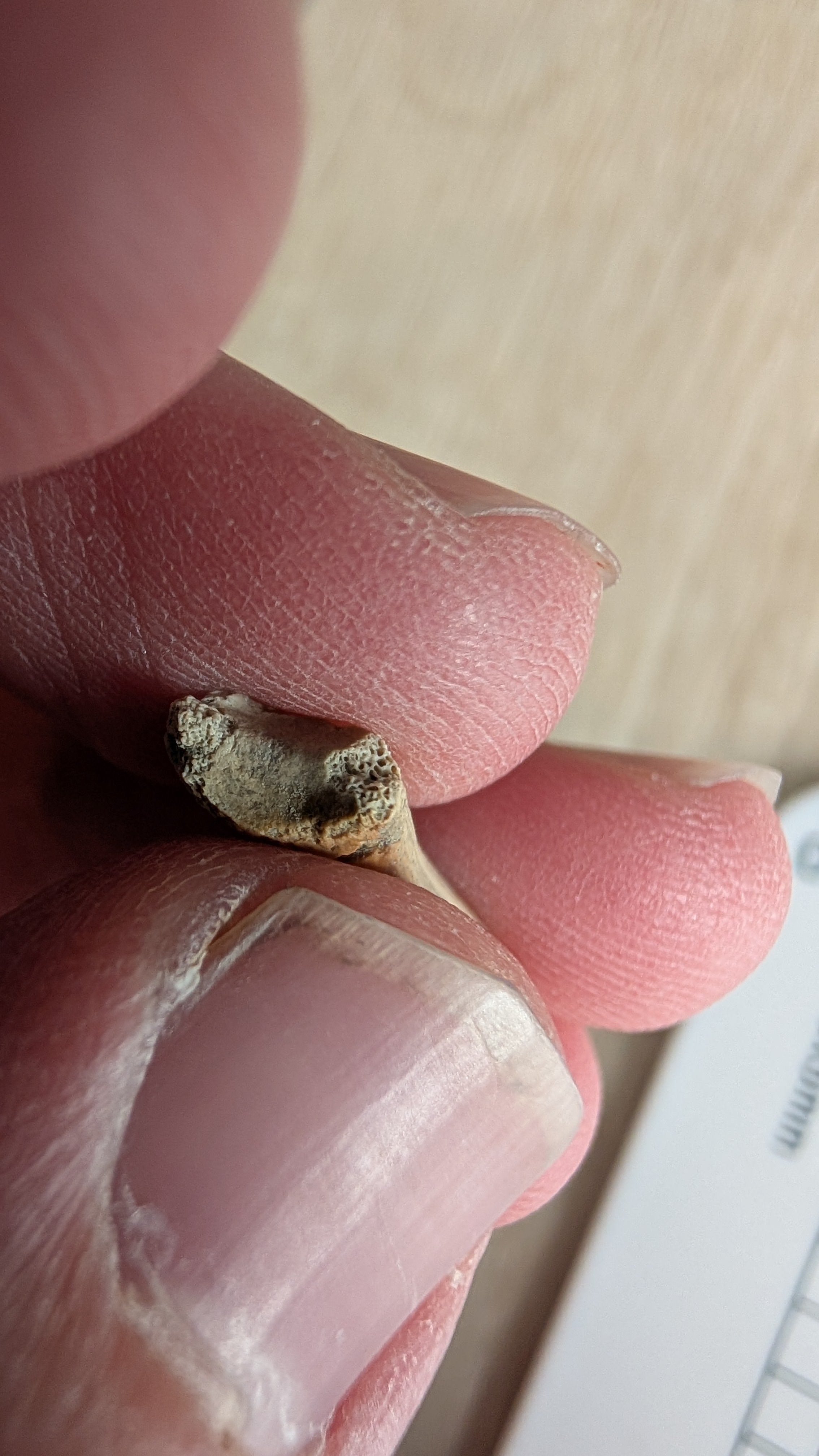 Alvarezsaur Foot Claw - Trierarchuncus Theropod Claw