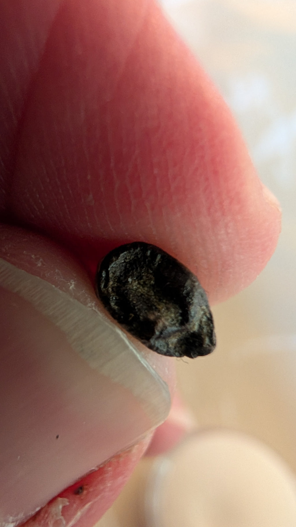 Juvenile Tyrannosaurus Rex Tooth