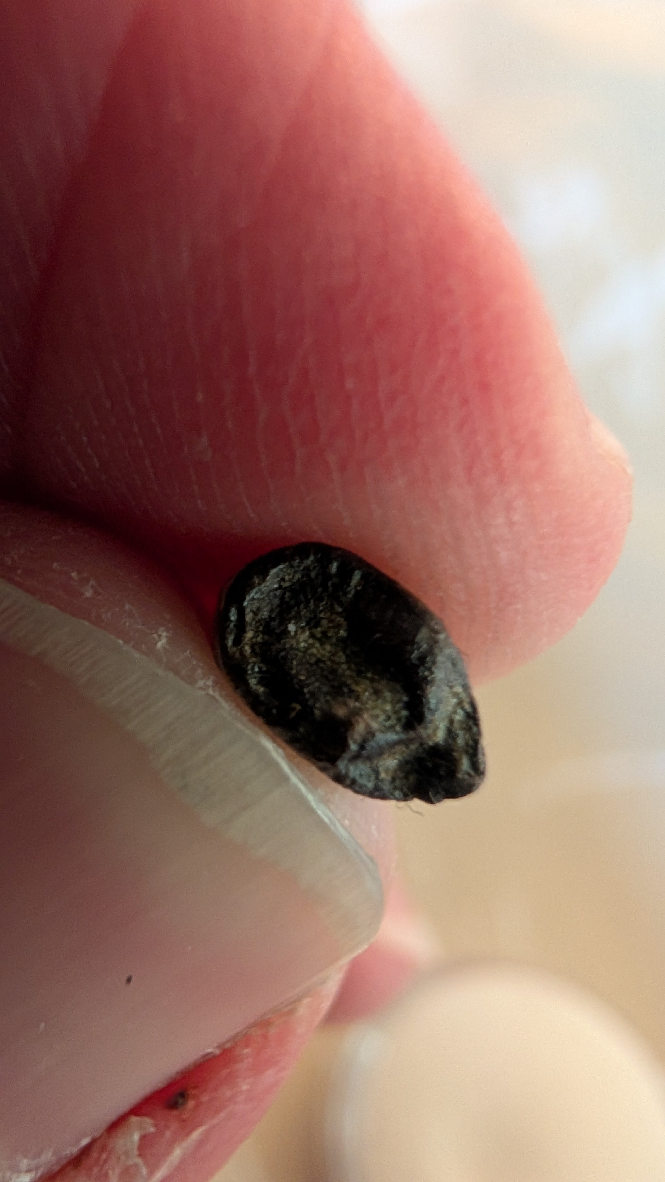 Juvenile Tyrannosaurus Rex Tooth