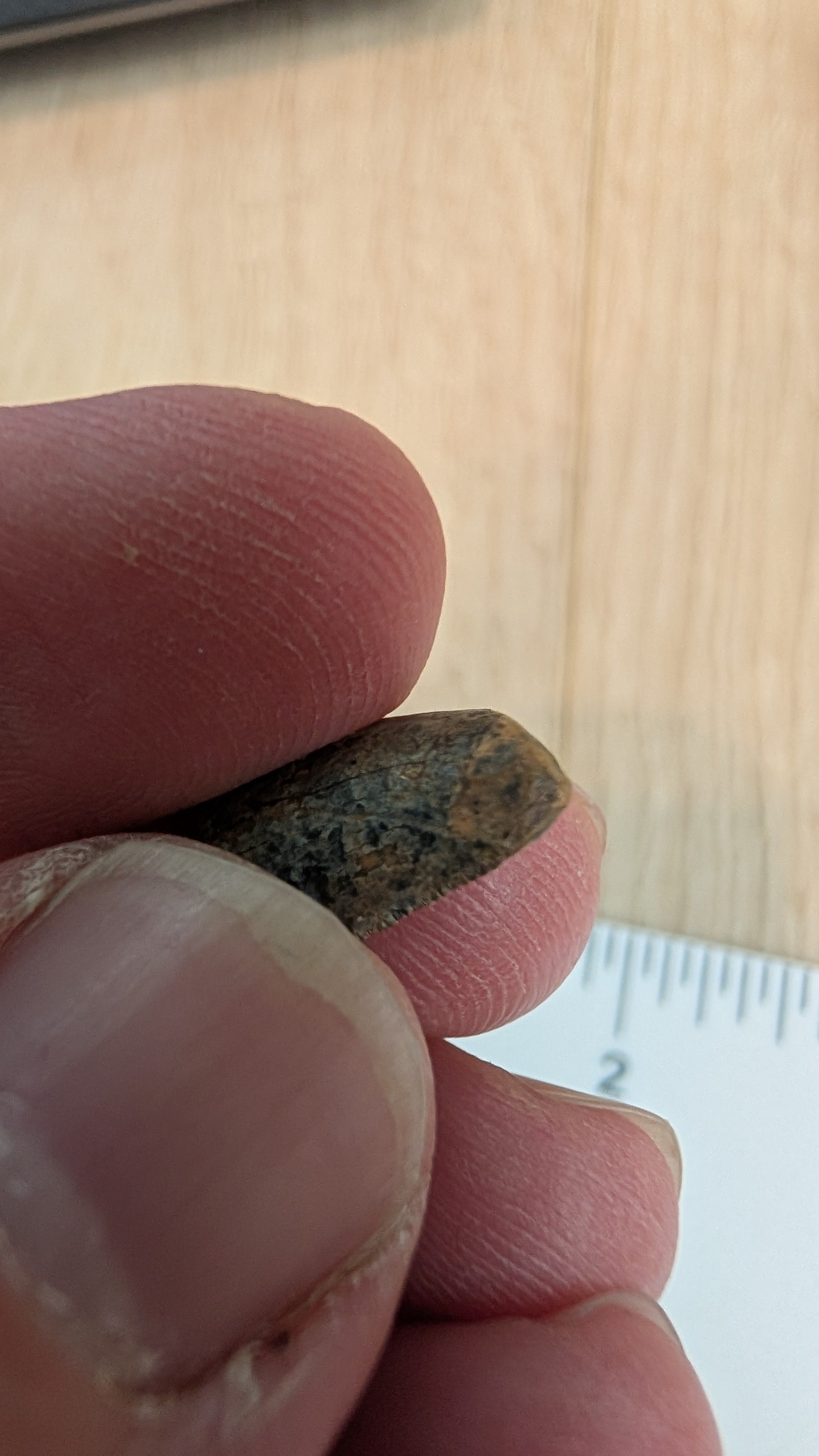 Tyrannosaurus Rex Tooth Tip