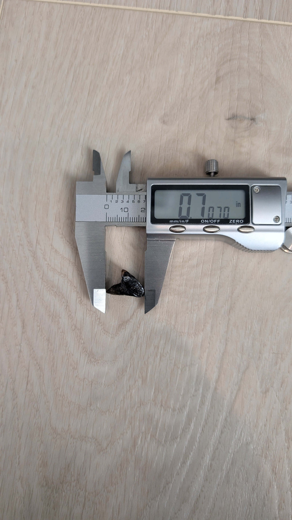 Triceratops Tooth - Fully Rooted