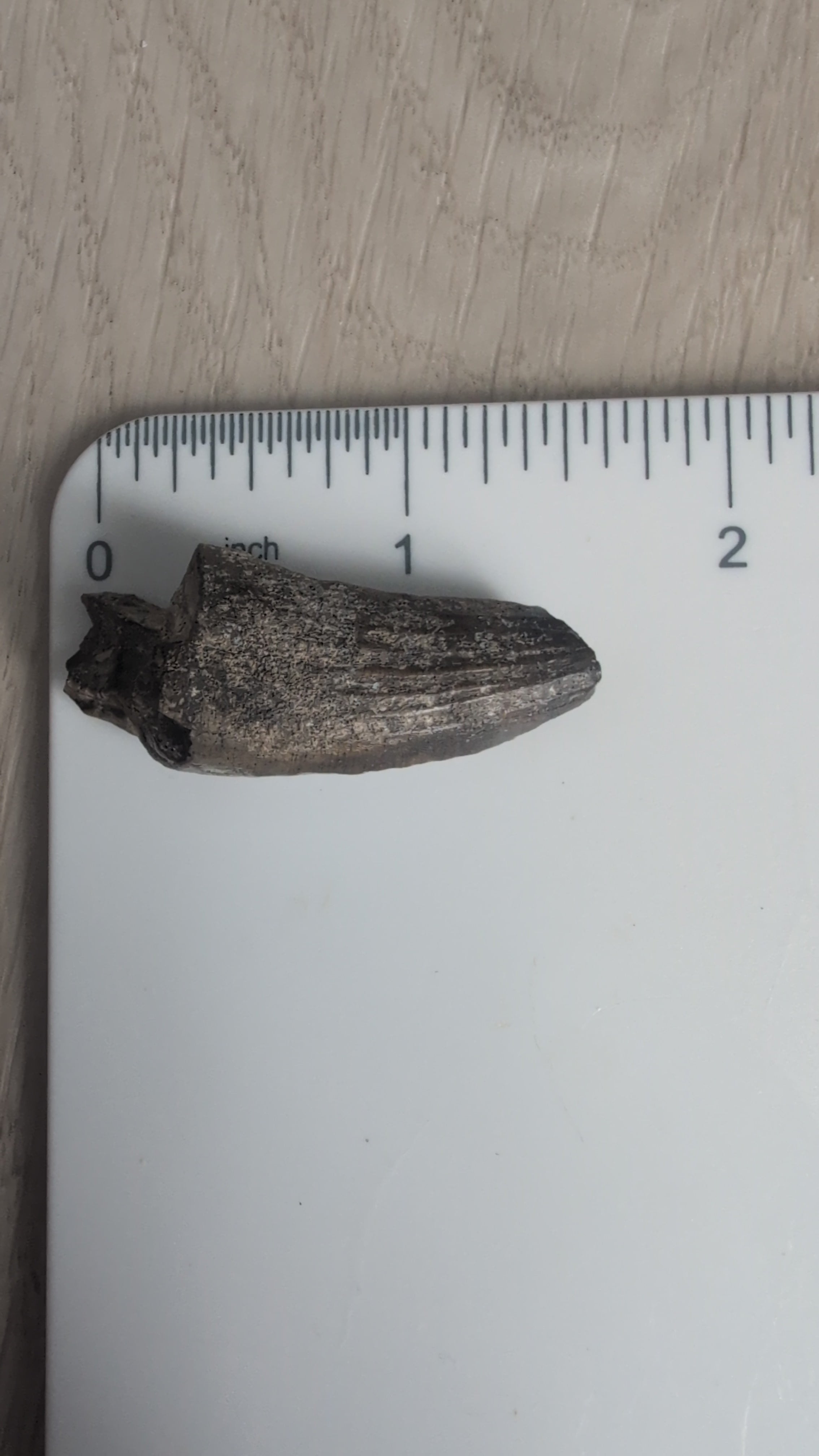 Suchomimus Tooth - 1.5 in