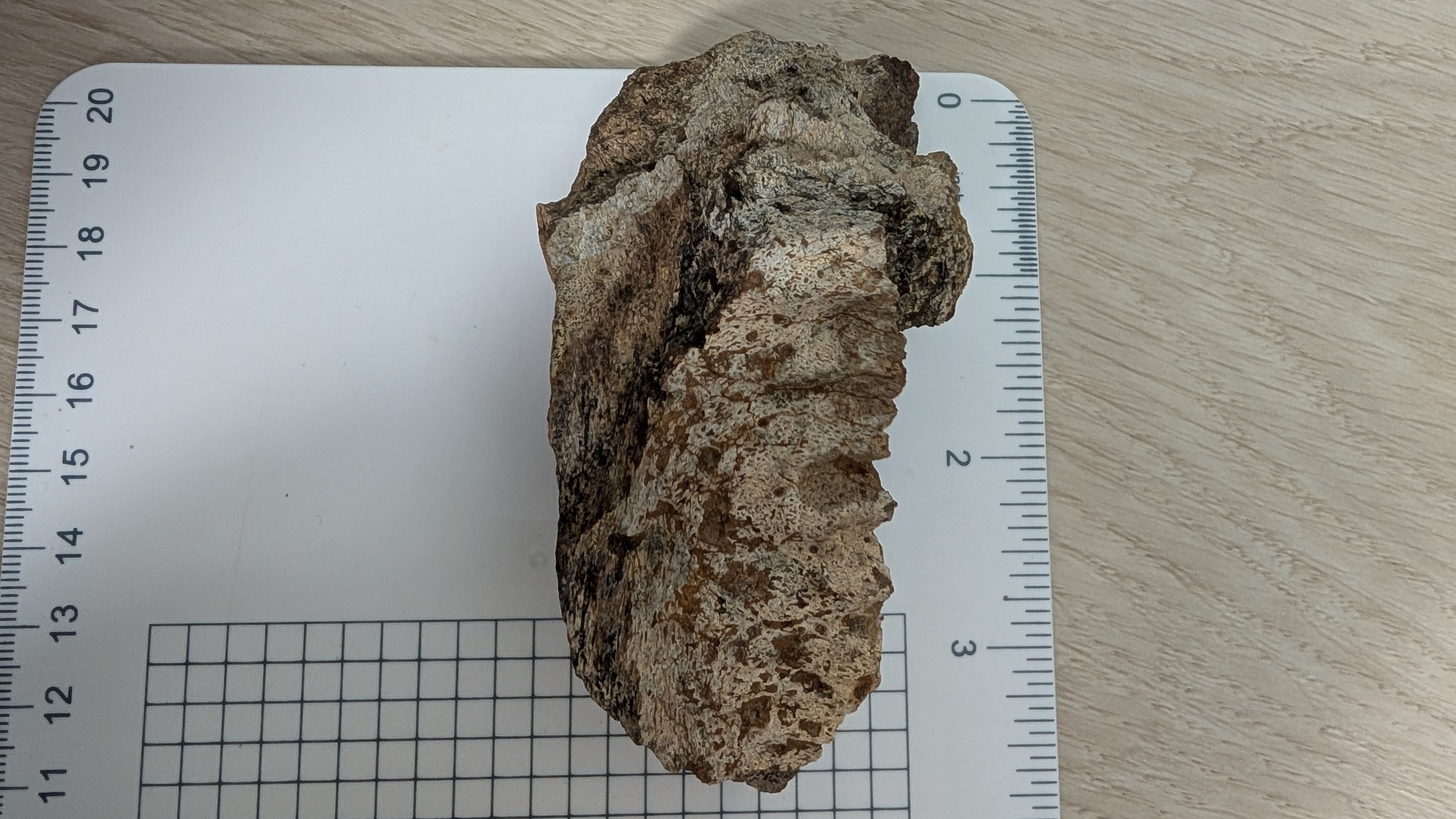 Triceratops Jaw Section