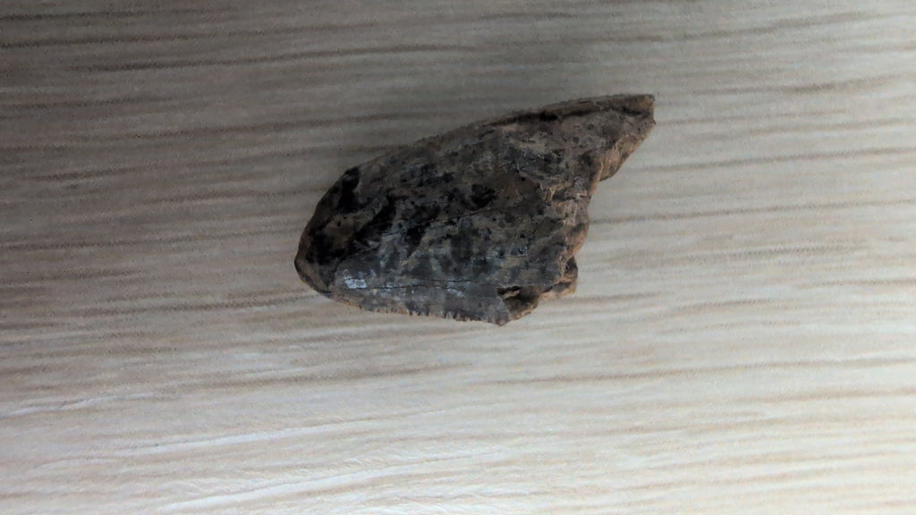 Tyrannosaurus Rex Tooth Tip