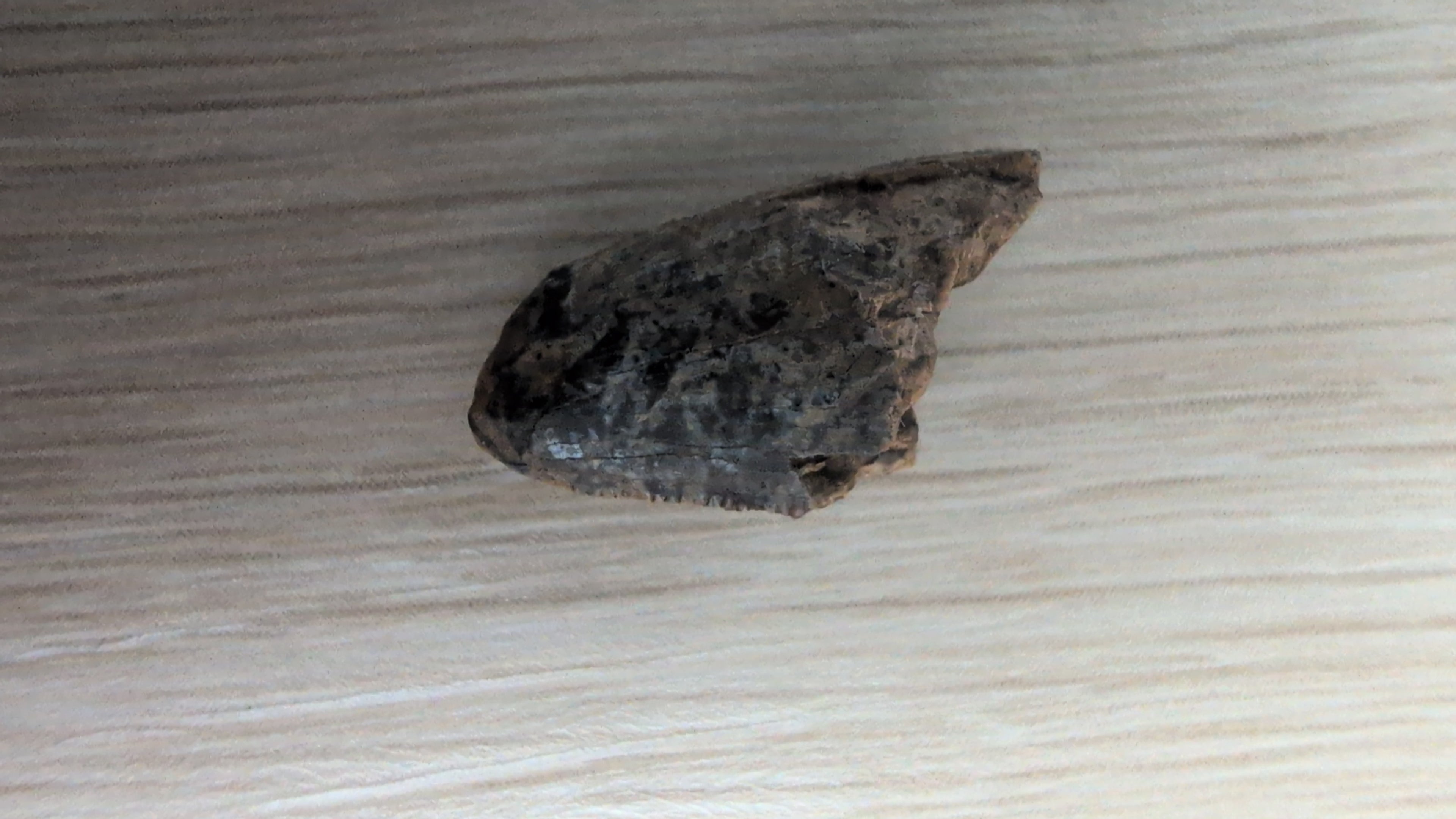 Tyrannosaurus Rex Tooth Tip