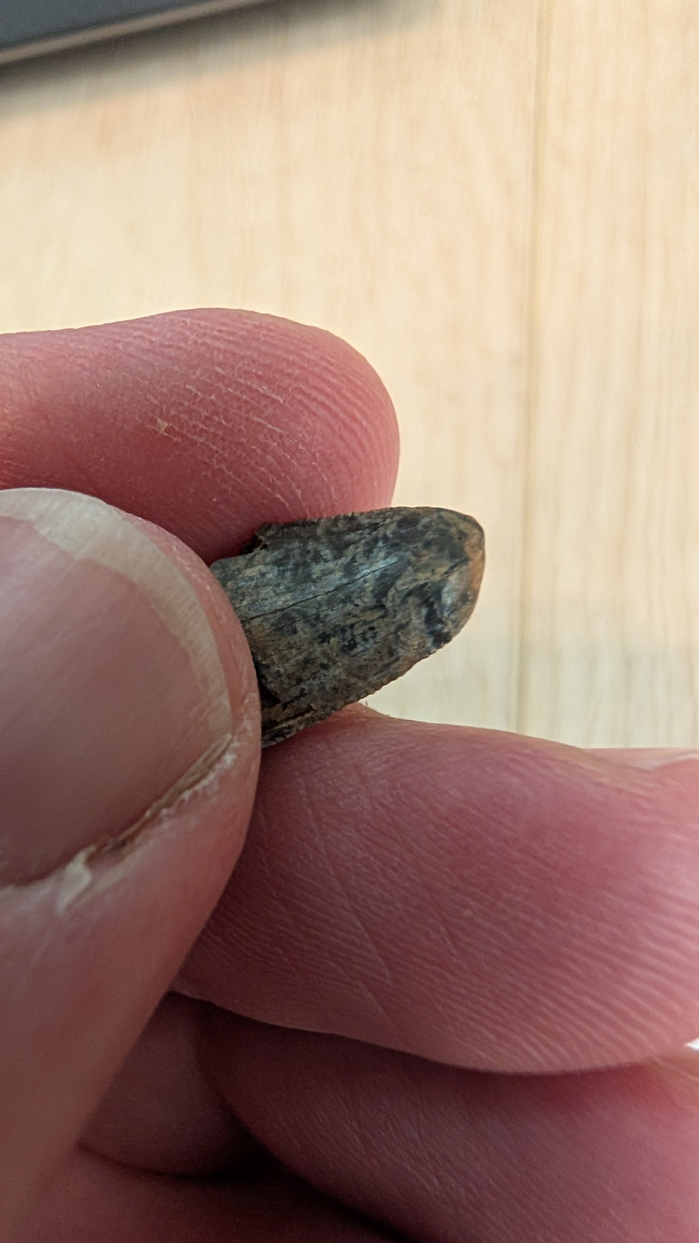 Close-up of a Tyrannosaurus Rex tooth tip fossil from the Hell Creek Formation, held between fingers.