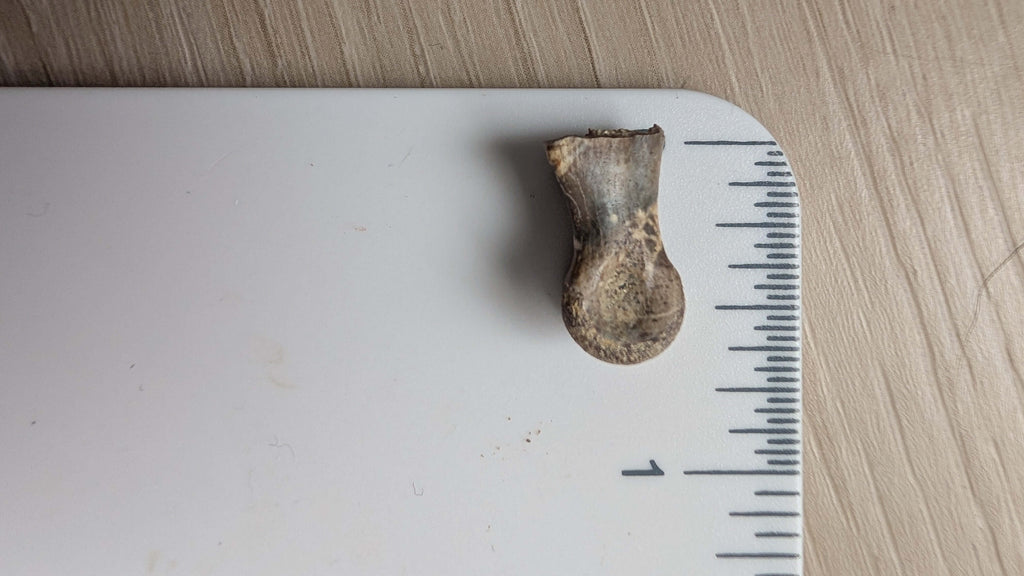 Dromaeosaur Raptor Phalanx Toe Bone - Hell Creek