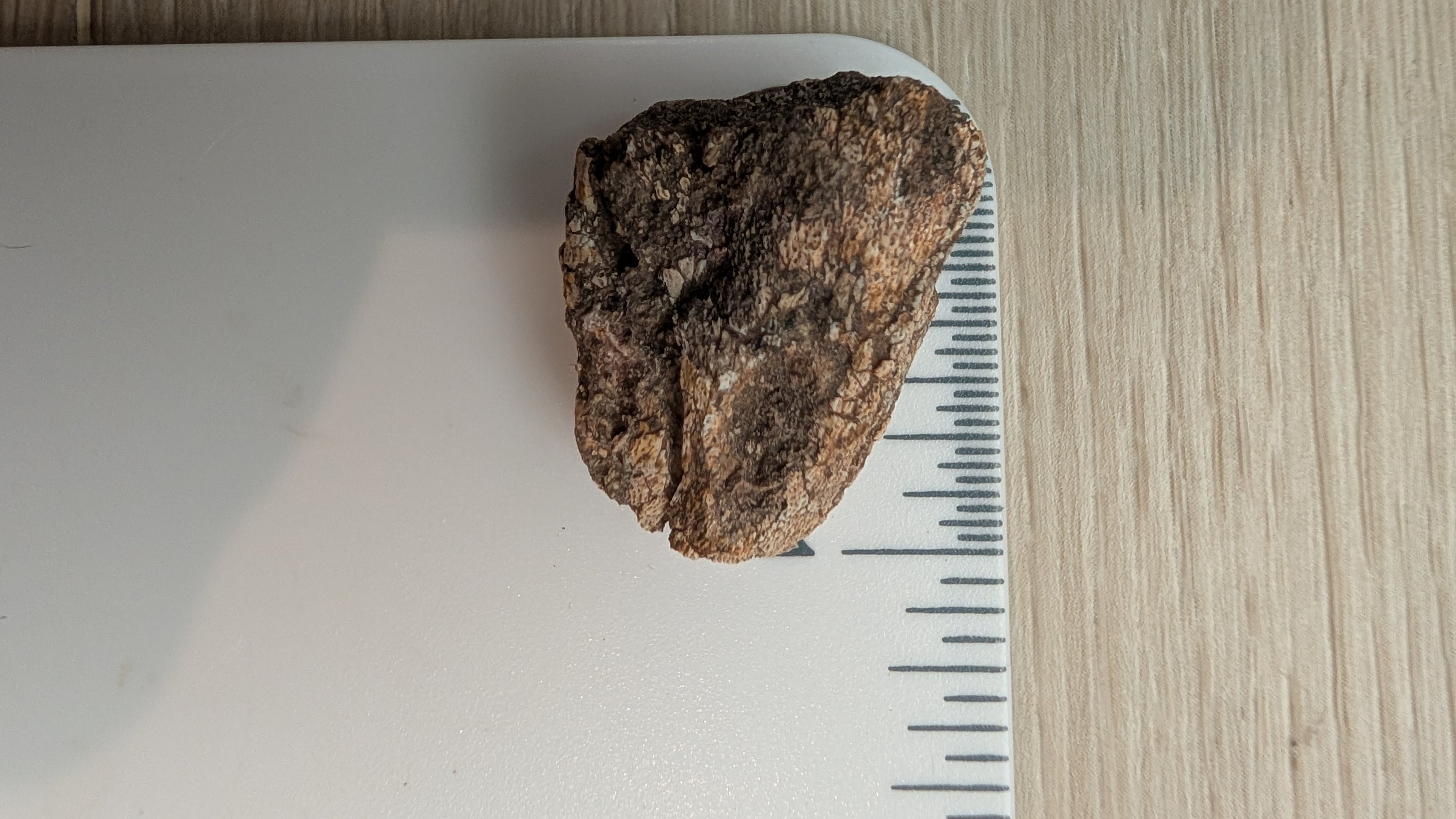 Tenontosaurus Ungual Claw