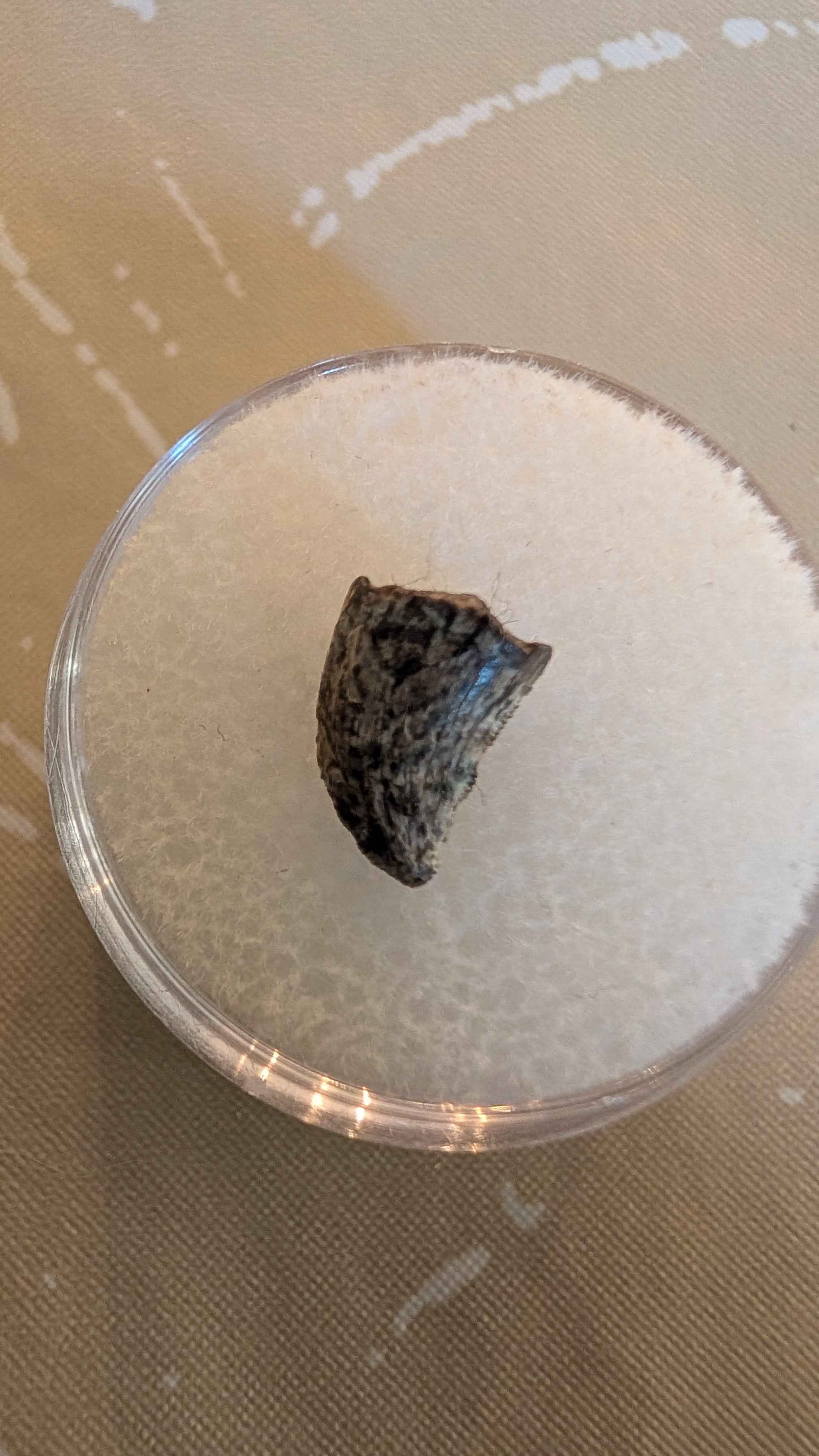 Juvenile Tyrannosaurus Rex Tooth