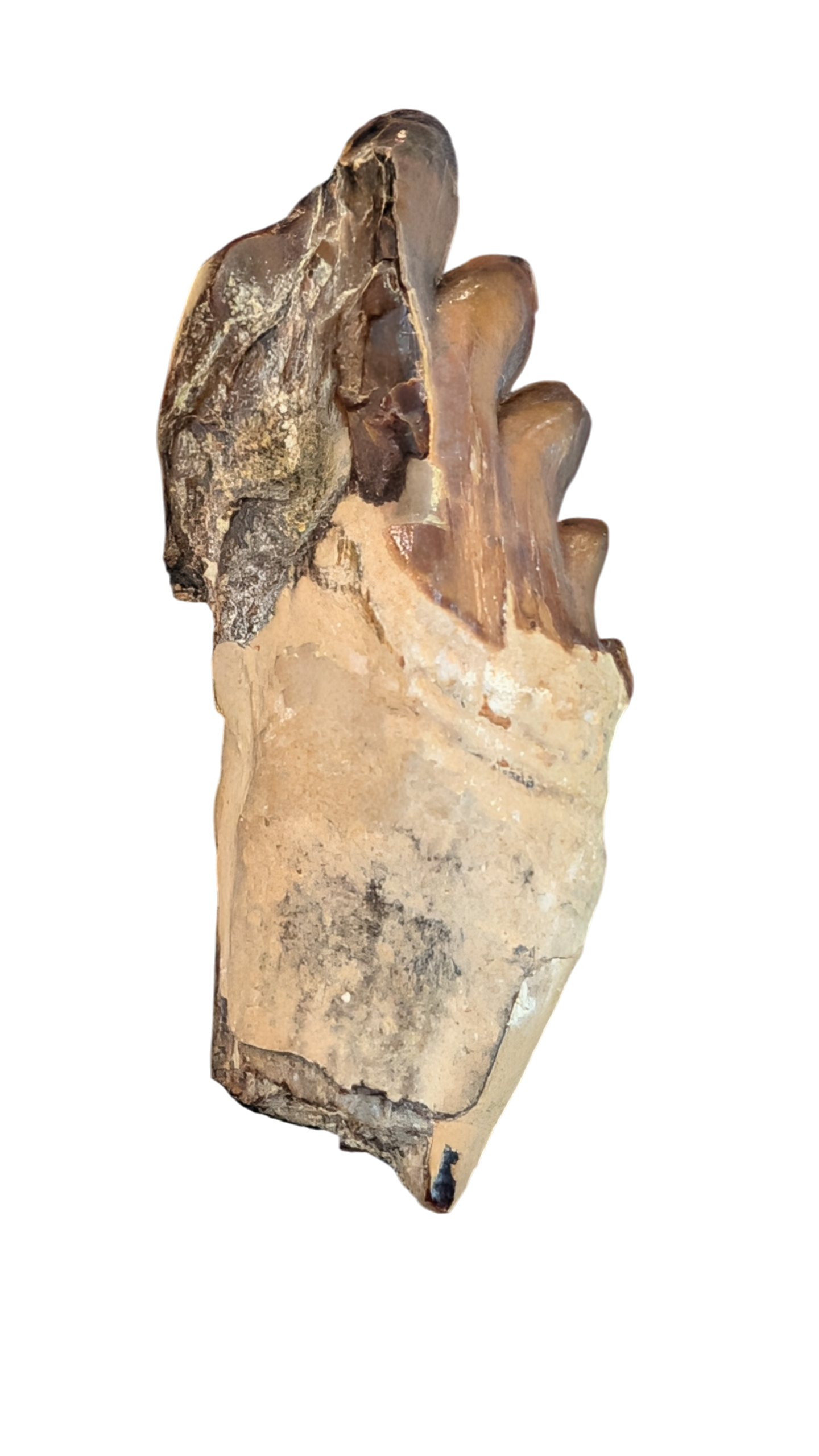 Basilosaurus Tooth