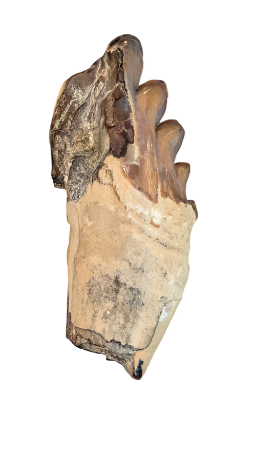 Basilosaurus Tooth