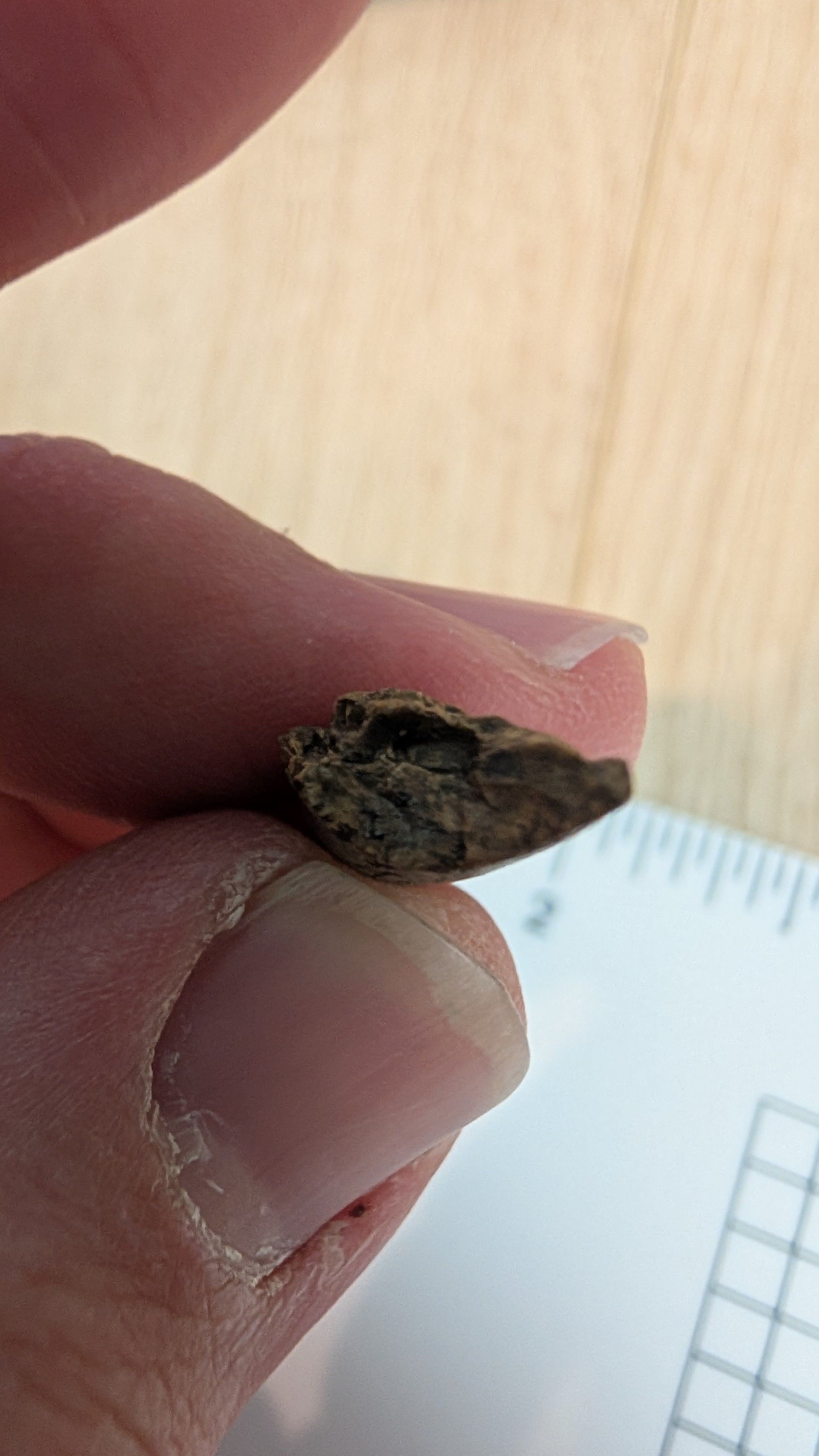 Tyrannosaurus Rex Tooth Tip