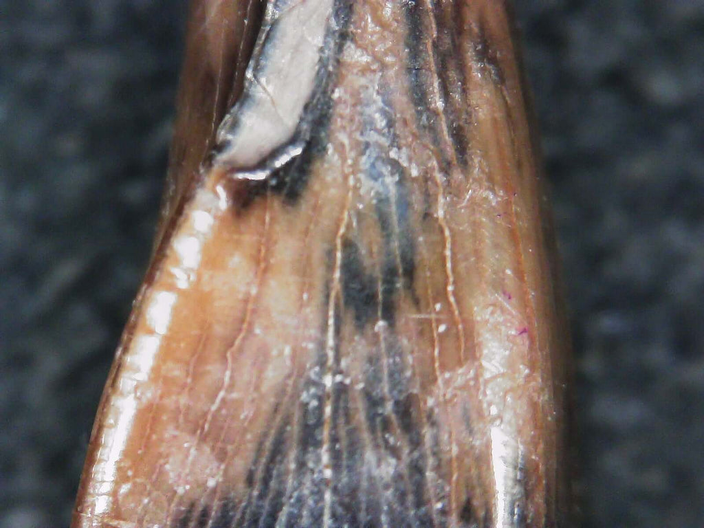 Albertosaurus Sarcophagus Hatchling Premax Tooth