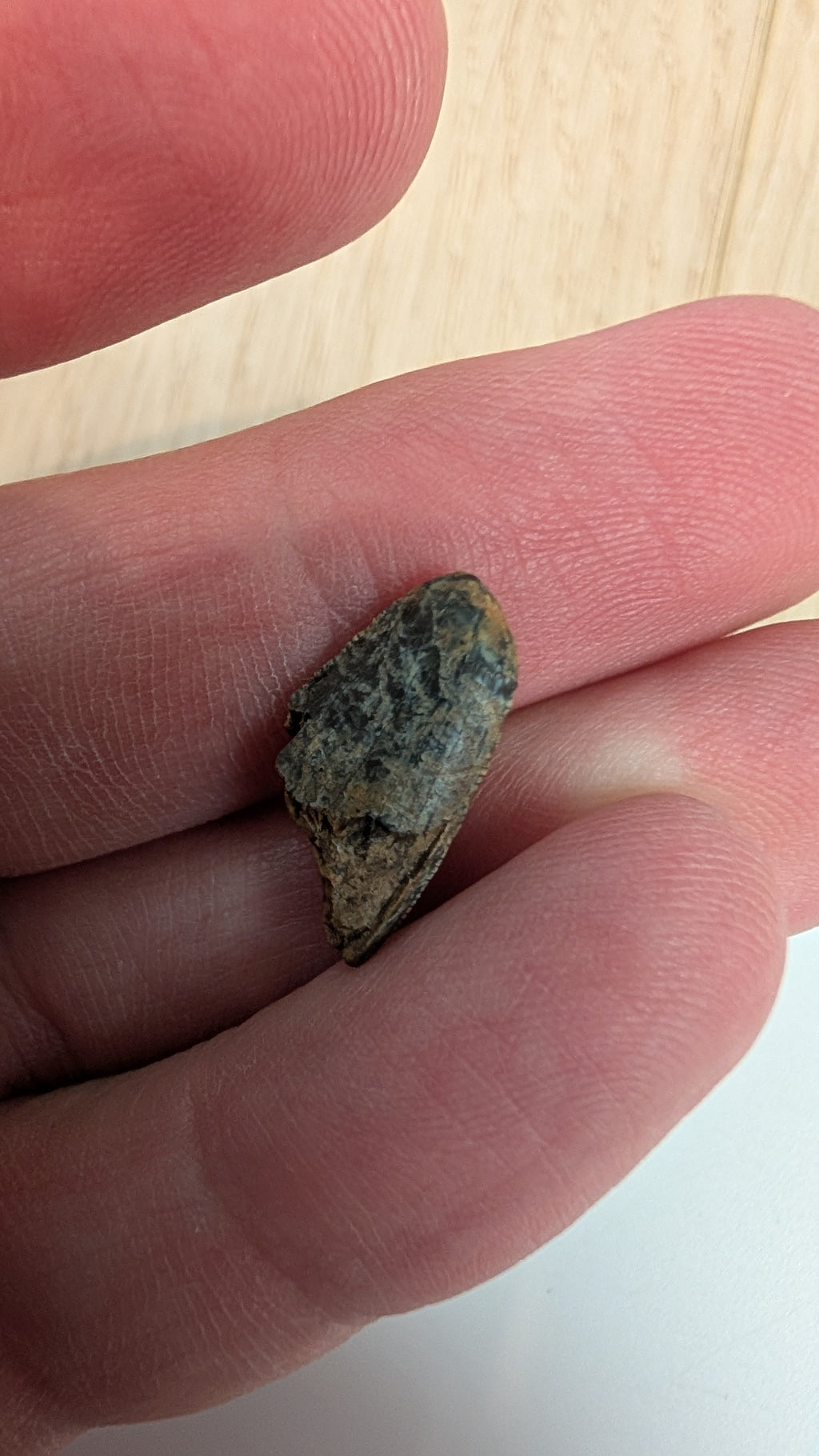 Tyrannosaurus Rex Tooth Tip