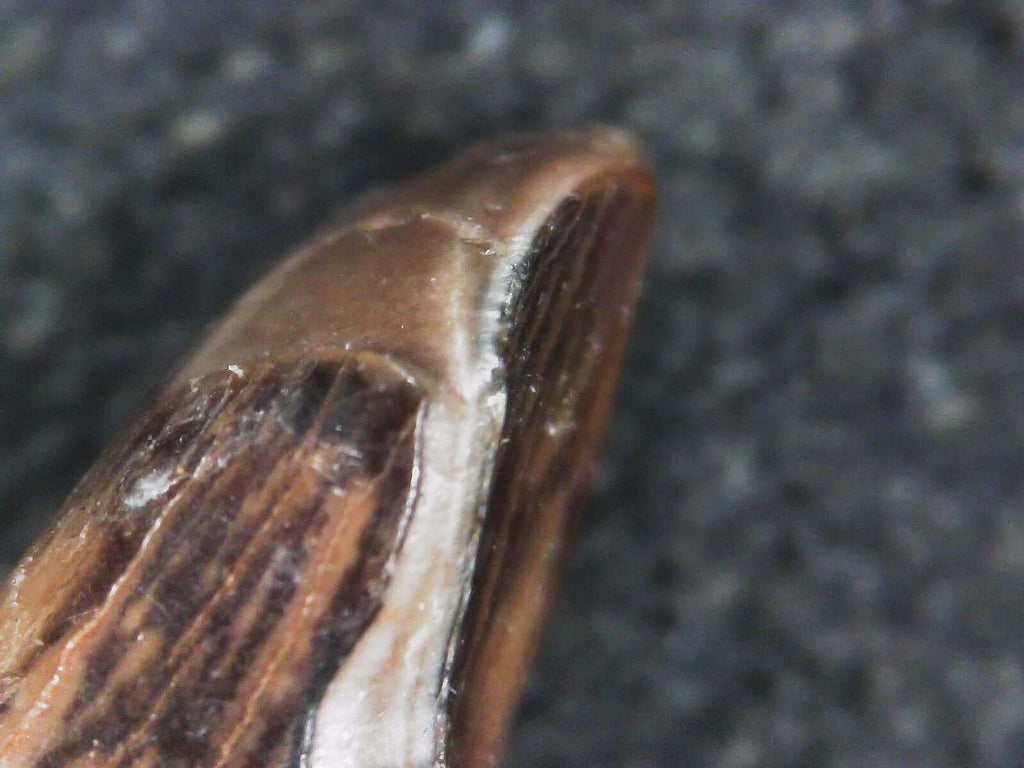 Albertosaurus Sarcophagus Hatchling Premax Tooth
