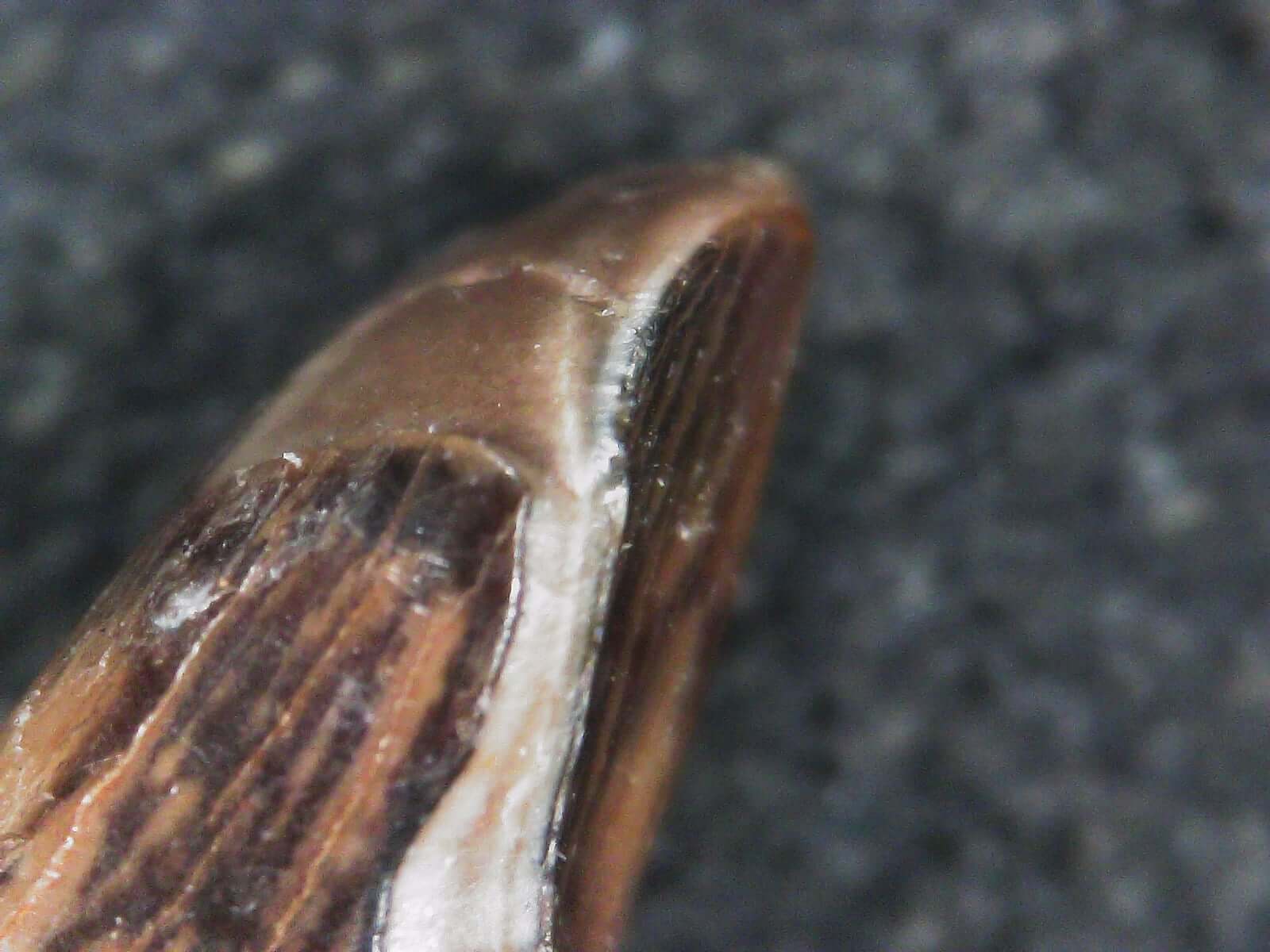 Albertosaurus Sarcophagus Hatchling Premax Tooth