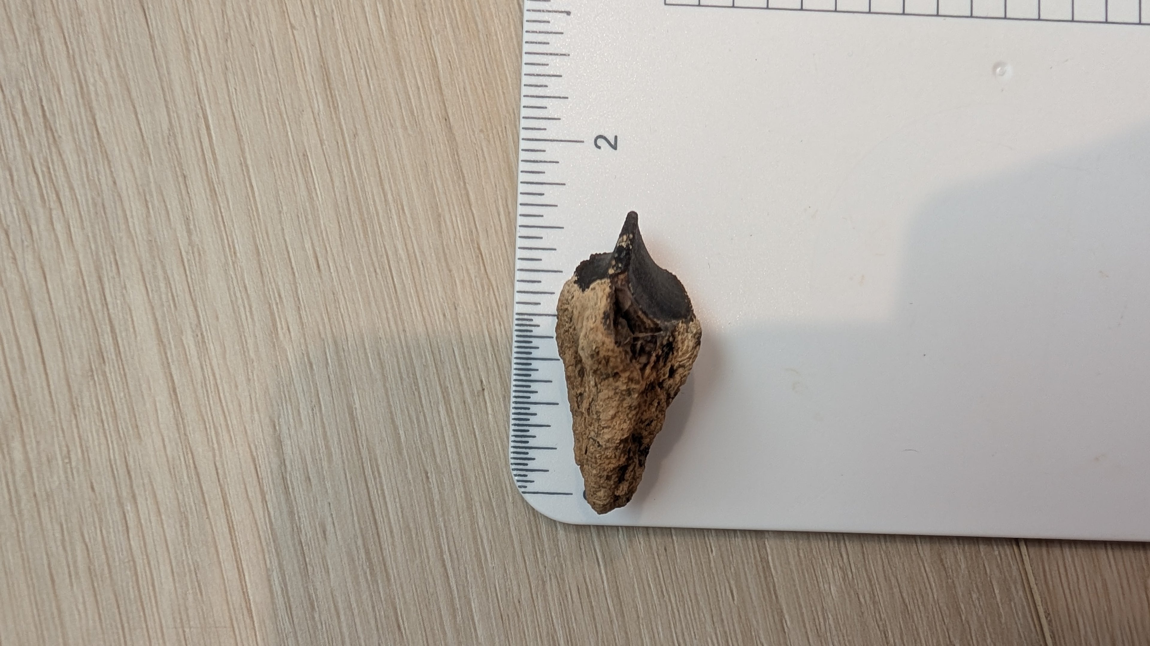 Rooted Triceratops Tooth - 1.5 in