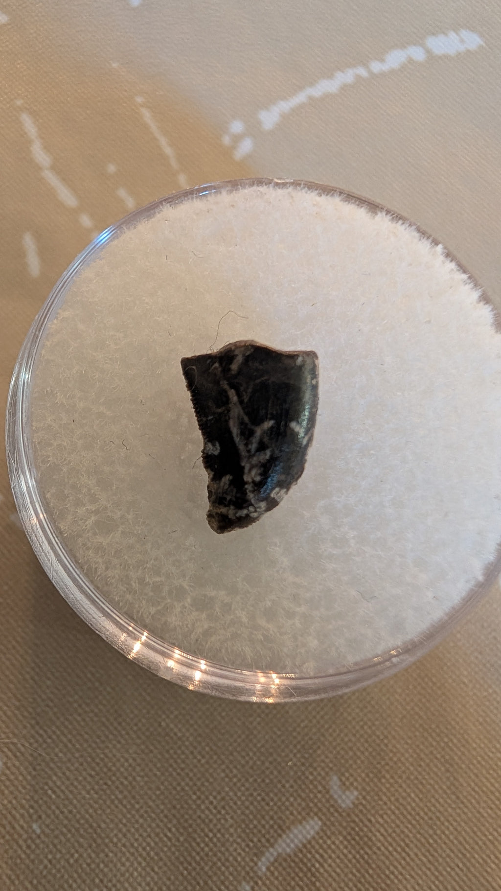 Juvenile Tyrannosaurus Rex Tooth