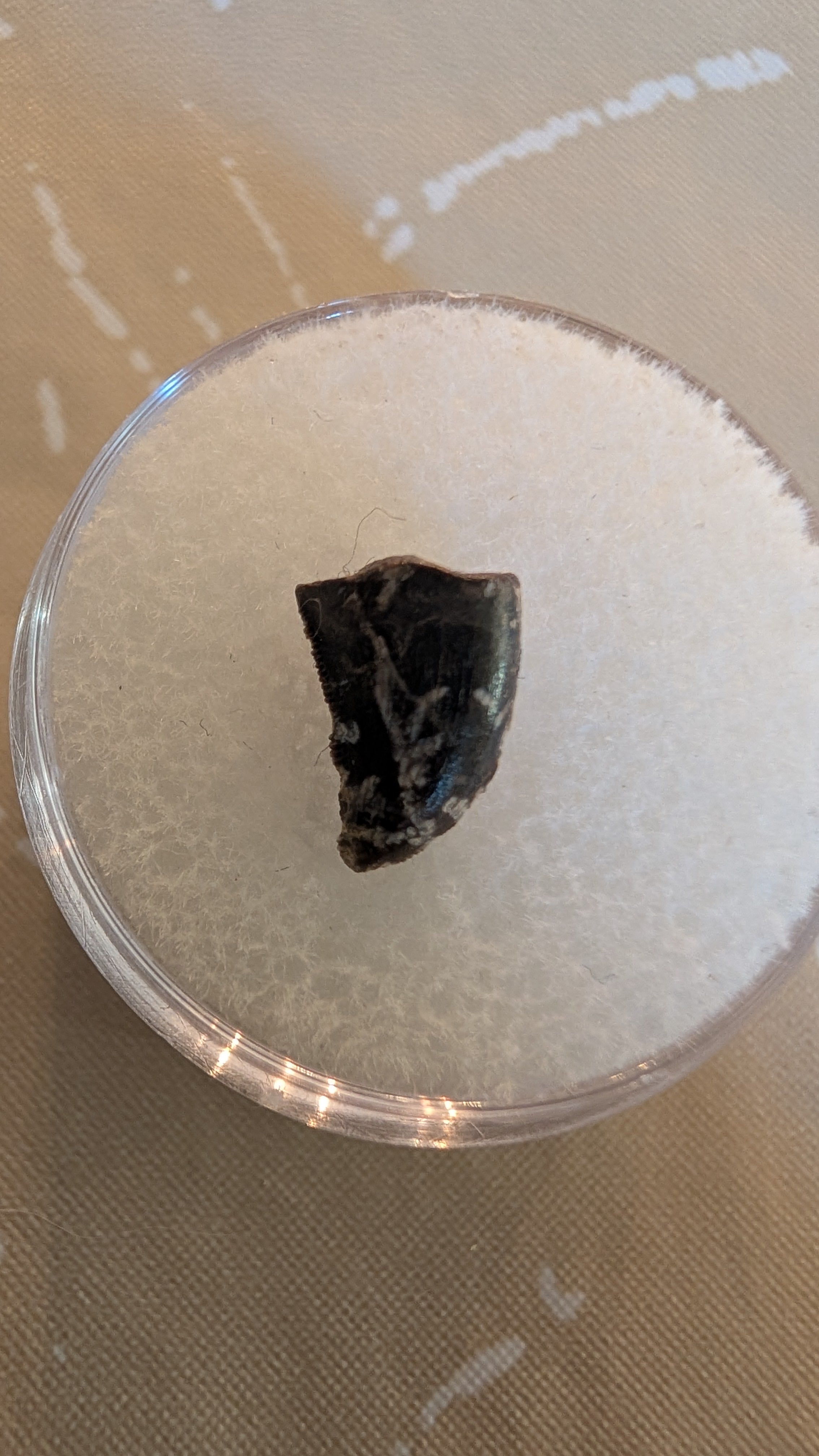 Juvenile Tyrannosaurus Rex Tooth