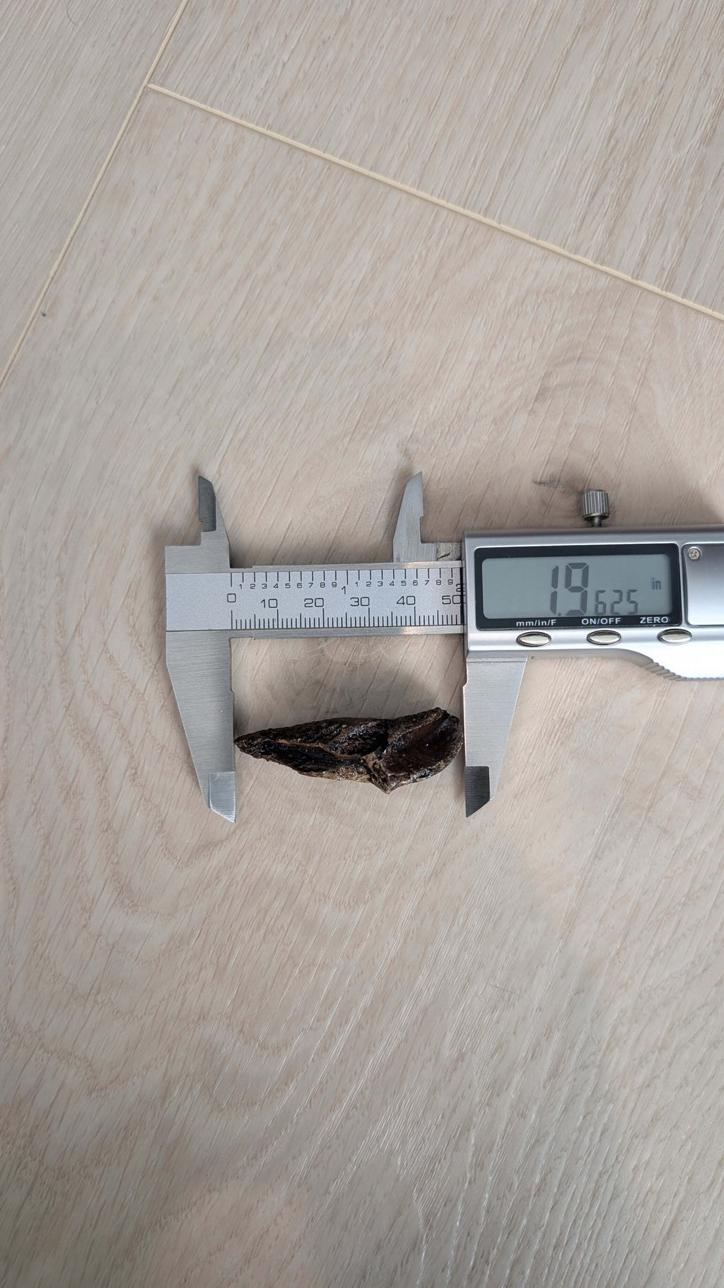 Triceratops Tooth - Rooted 1.9 Inches