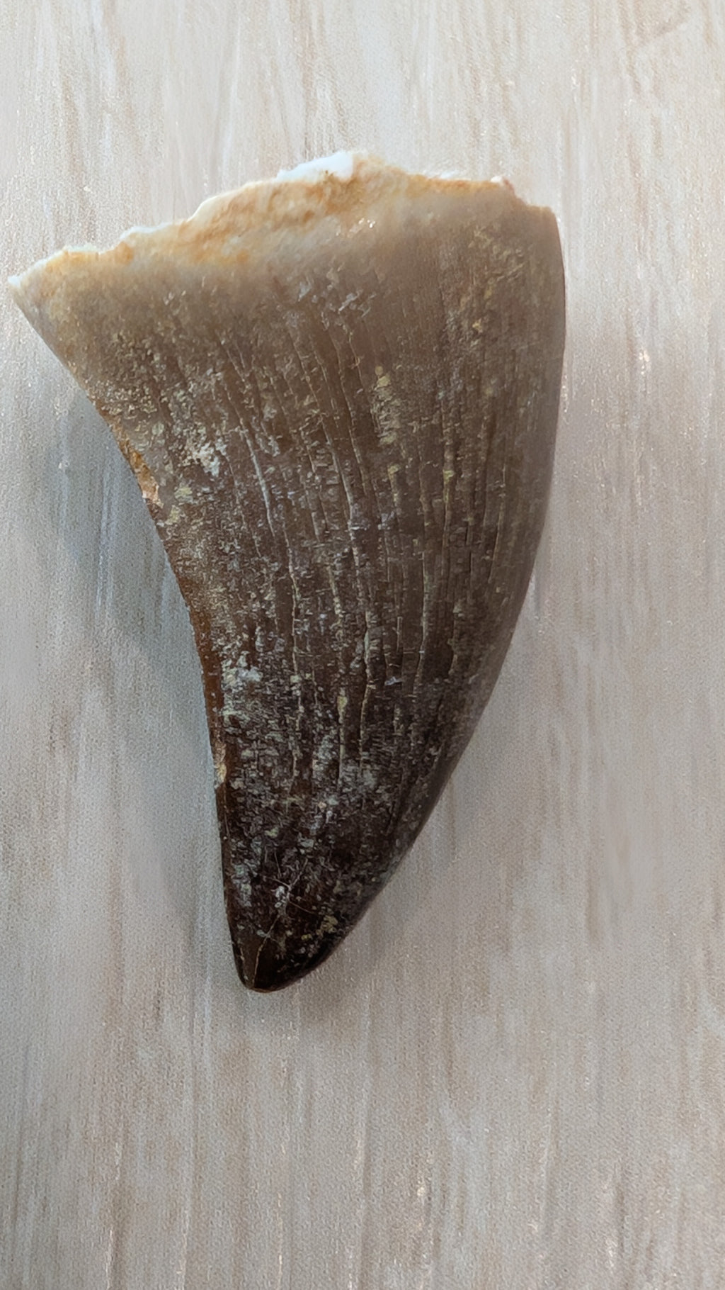 Mosasaur Teeth - Morocco
