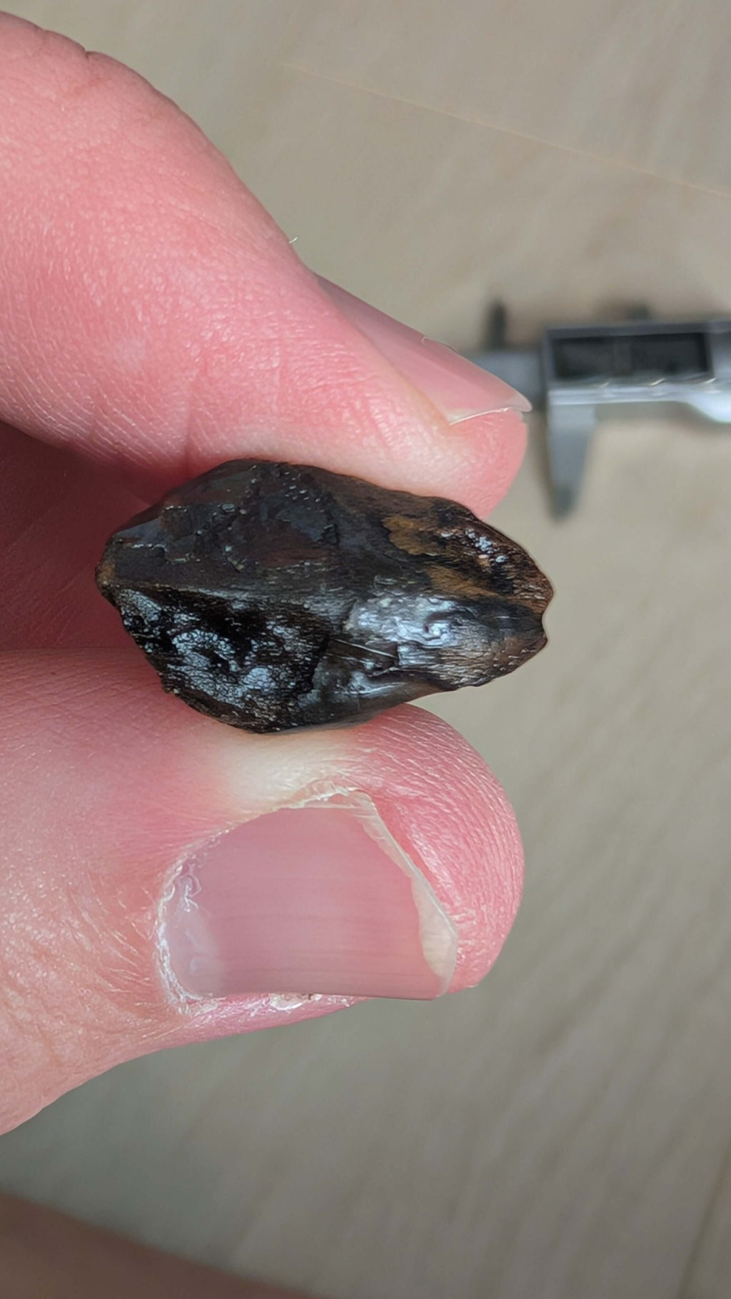 Triceratops Tooth - Fully Rooted