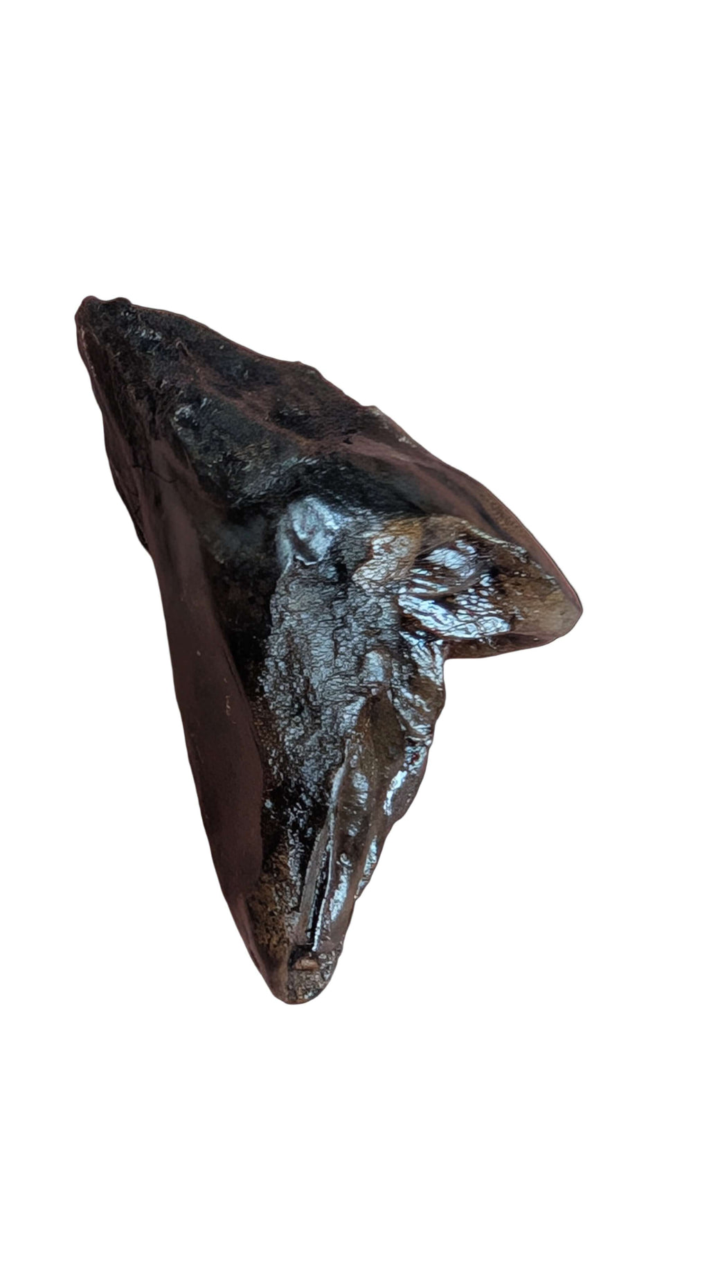 Triceratops Tooth - Fully Rooted