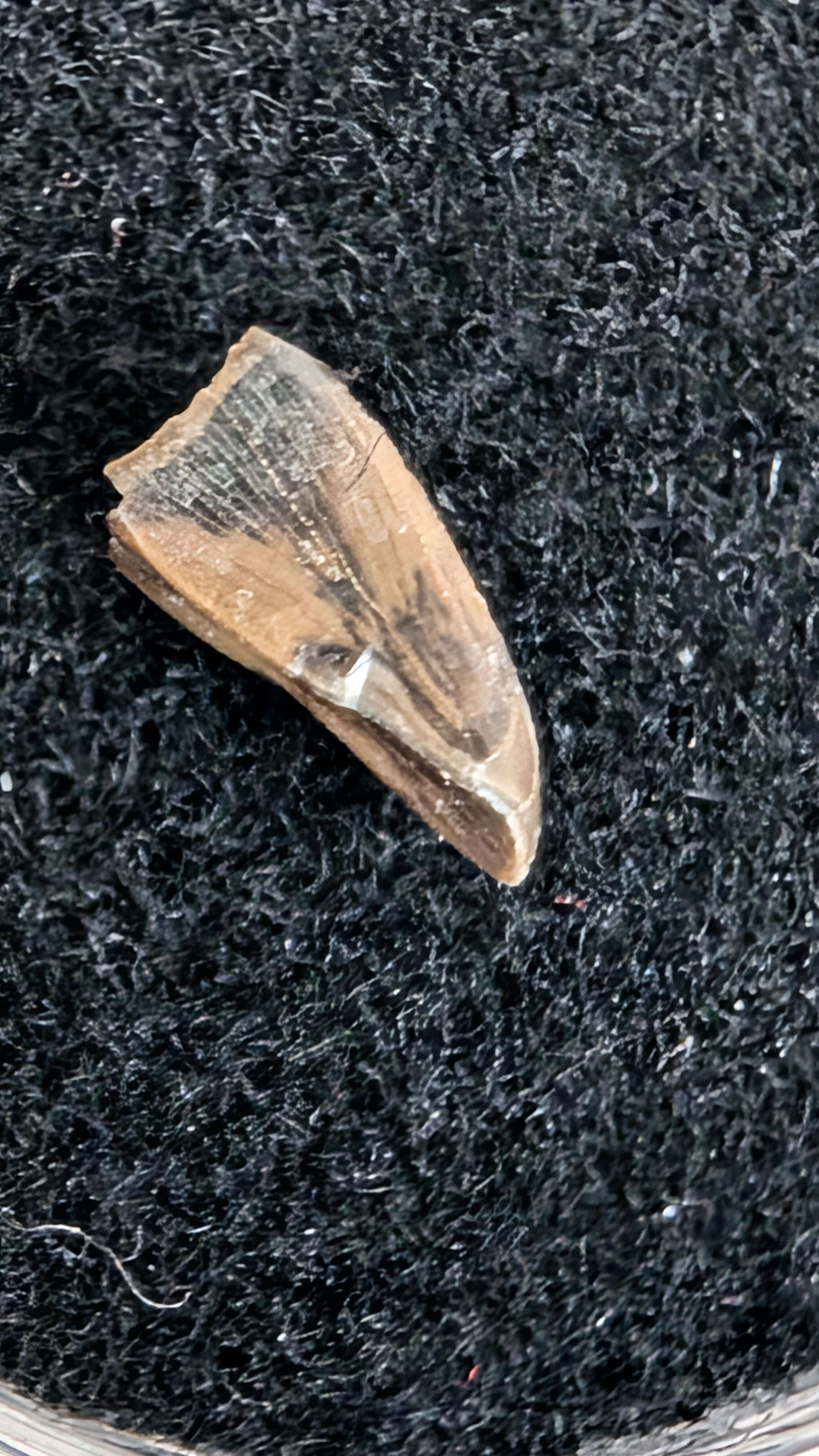 Albertosaurus Sarcophagus Hatchling Premax Tooth