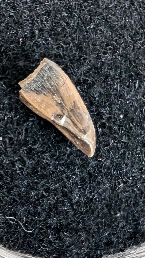 Albertosaurus Sarcophagus Hatchling Premax Tooth