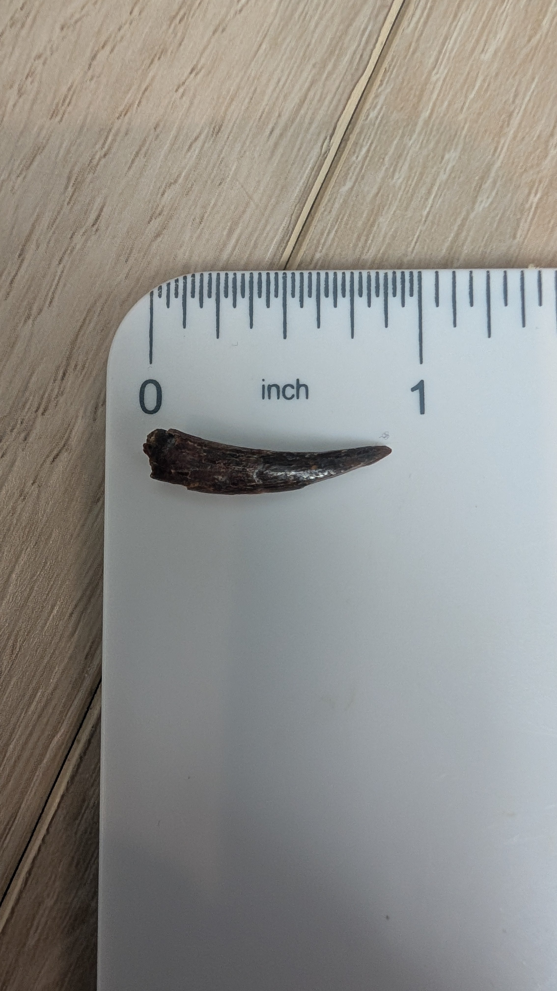 Pterosaur Tooth - Morocco