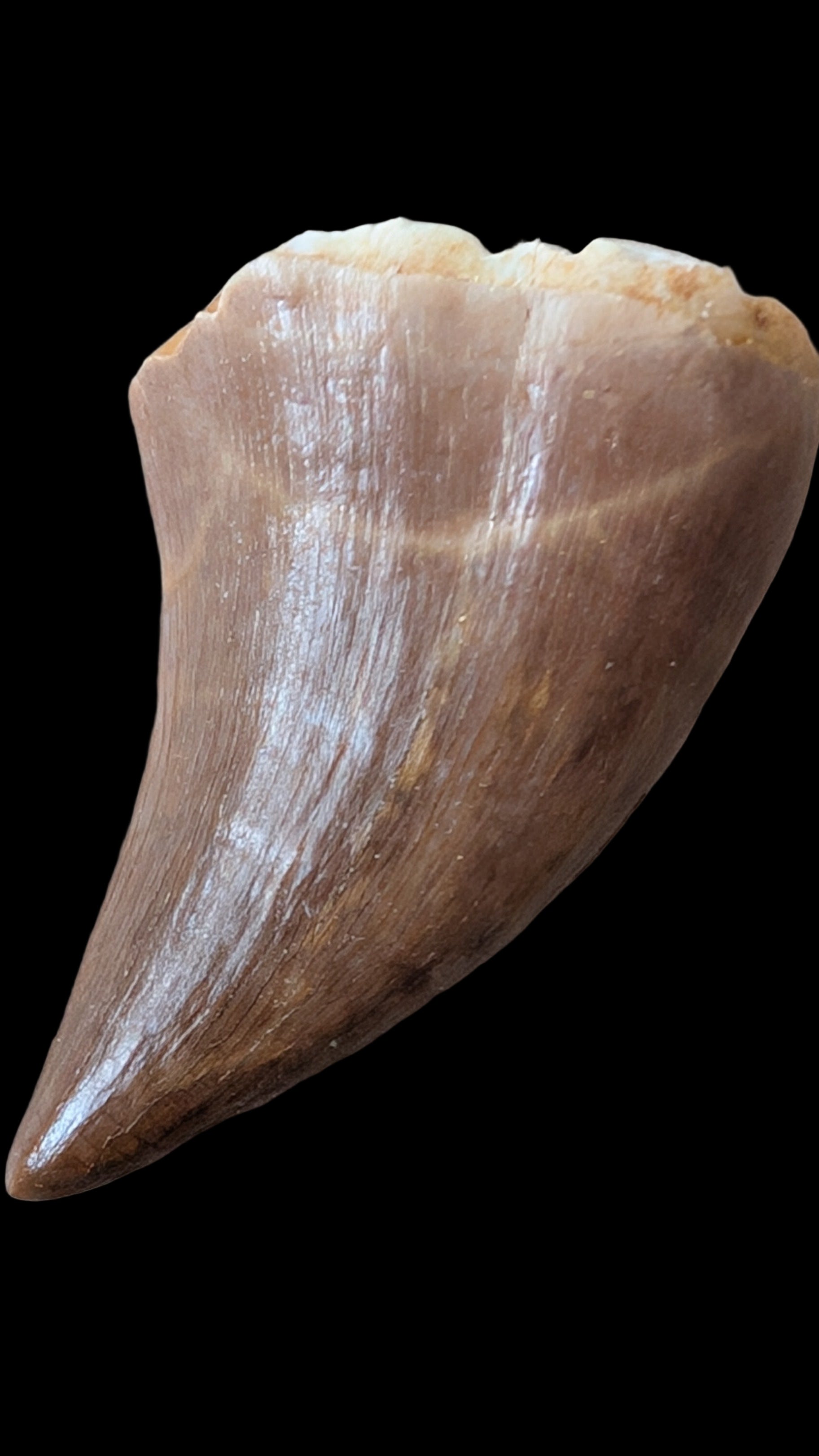Mosasaur Teeth - Morocco
