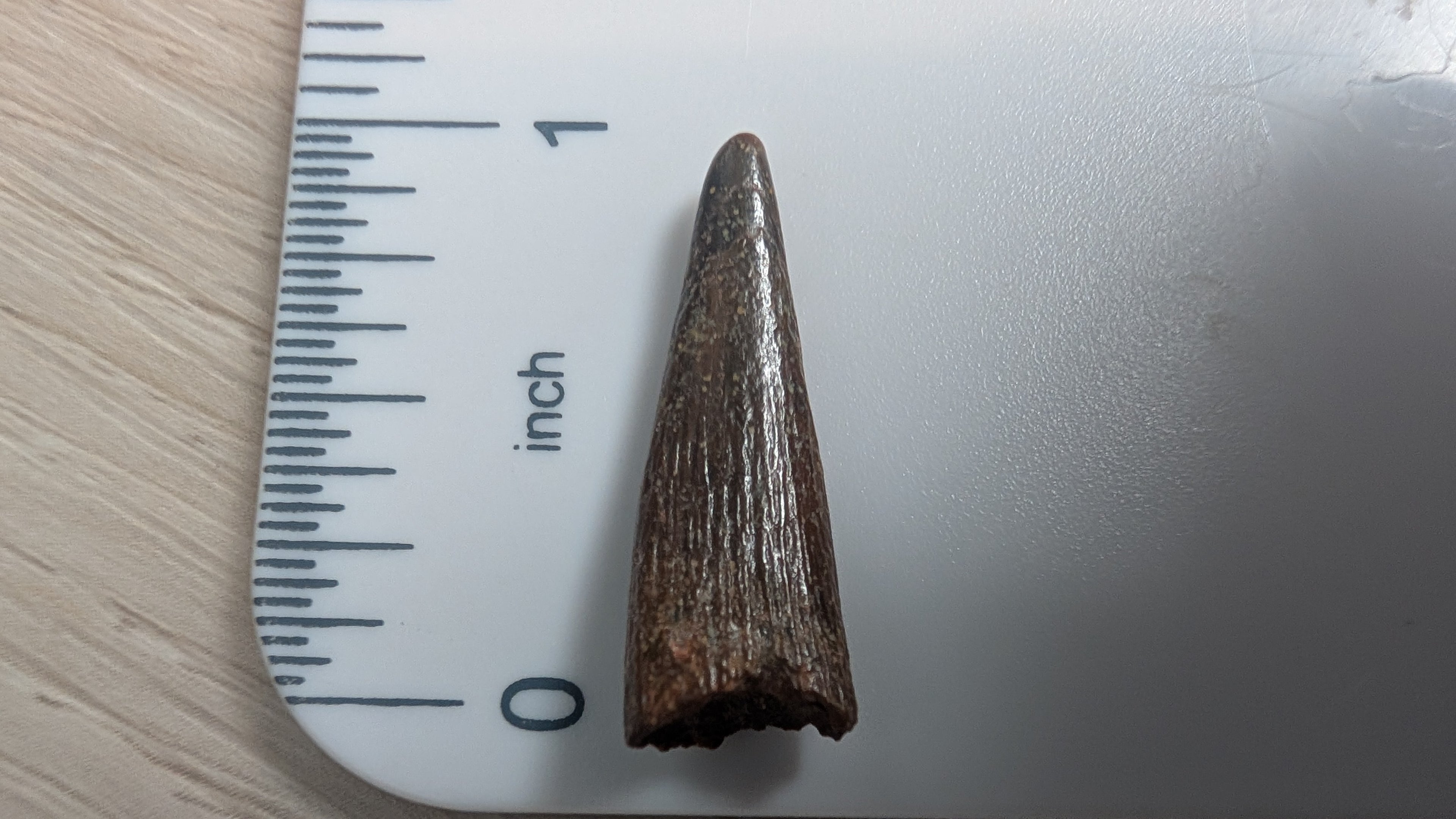 Pterosaur Tooth - Morocco