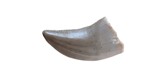 Acheroraptor Tooth
