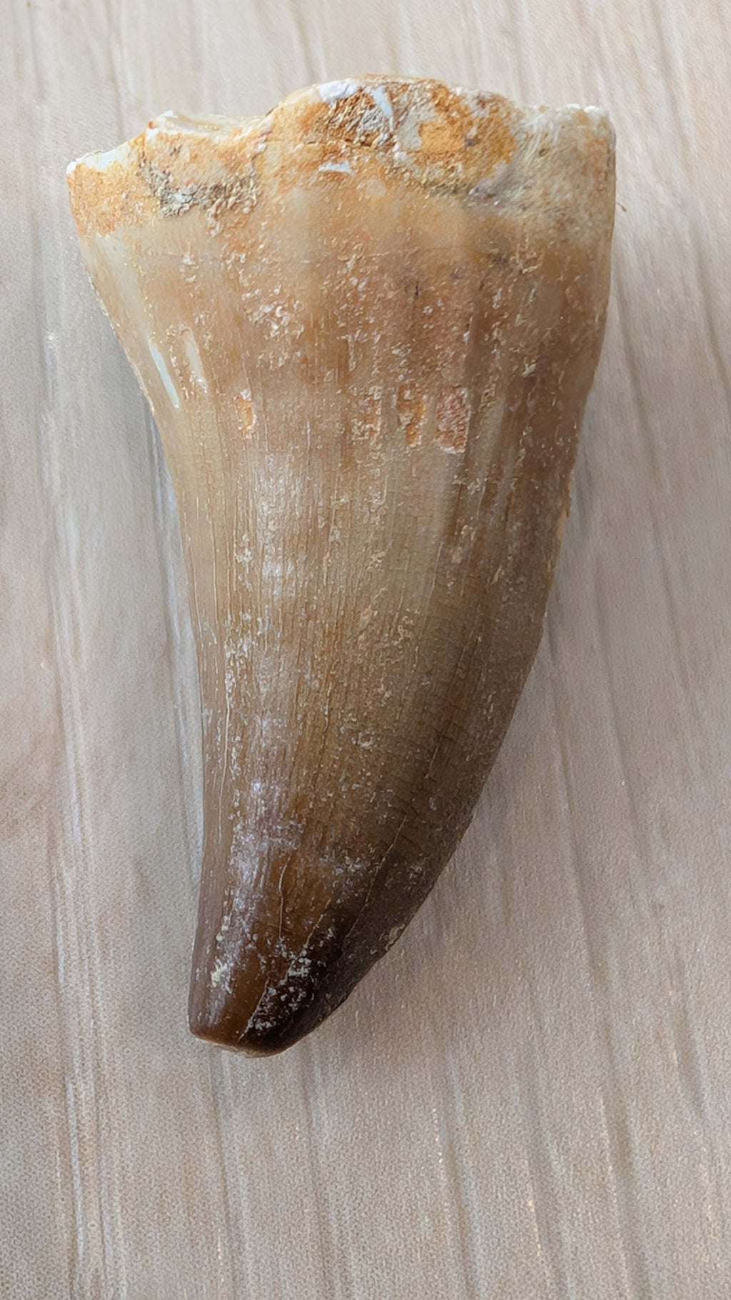 Mosasaur Teeth - Morocco