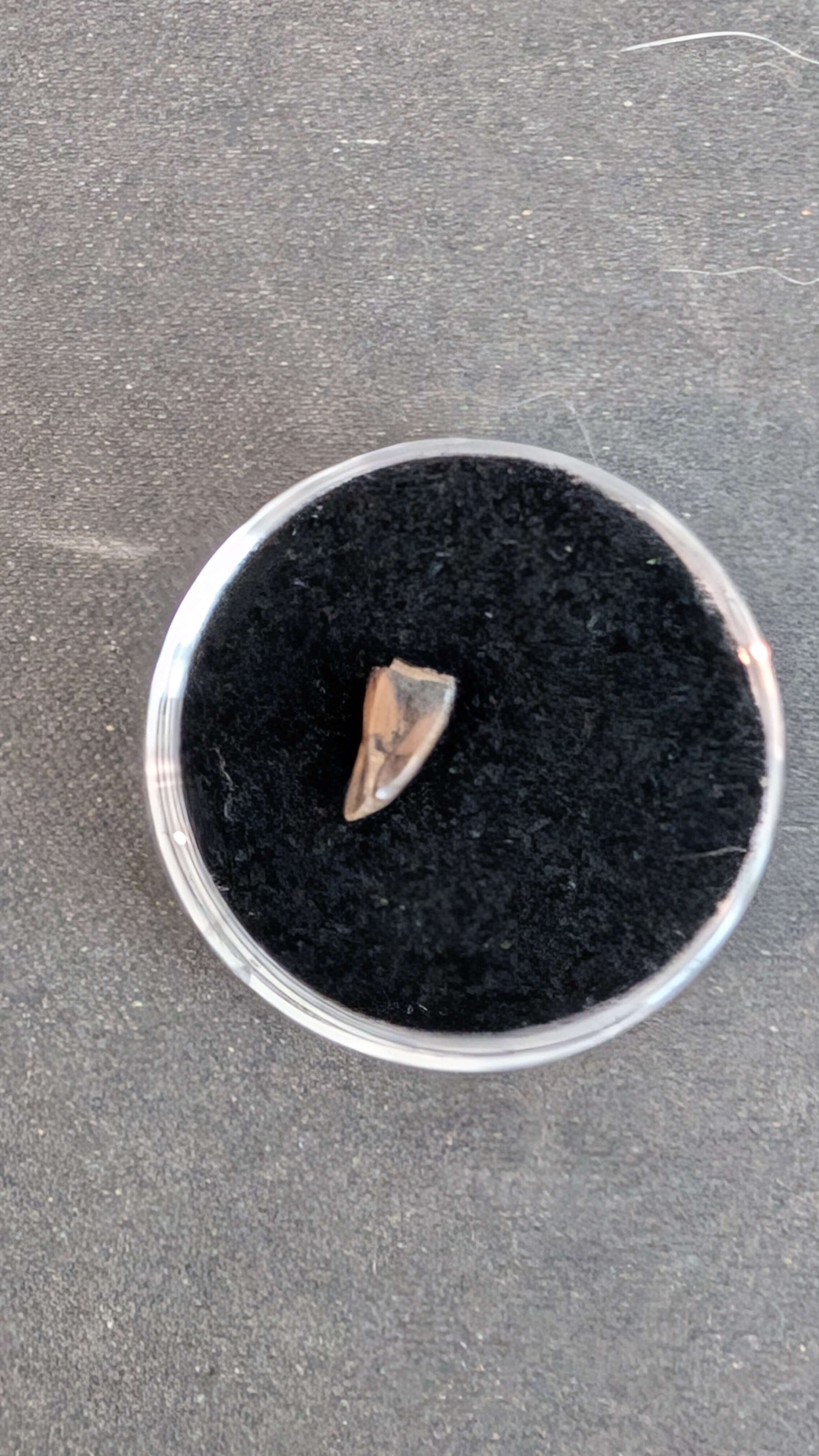 Albertosaurus Sarcophagus Hatchling Premax Tooth