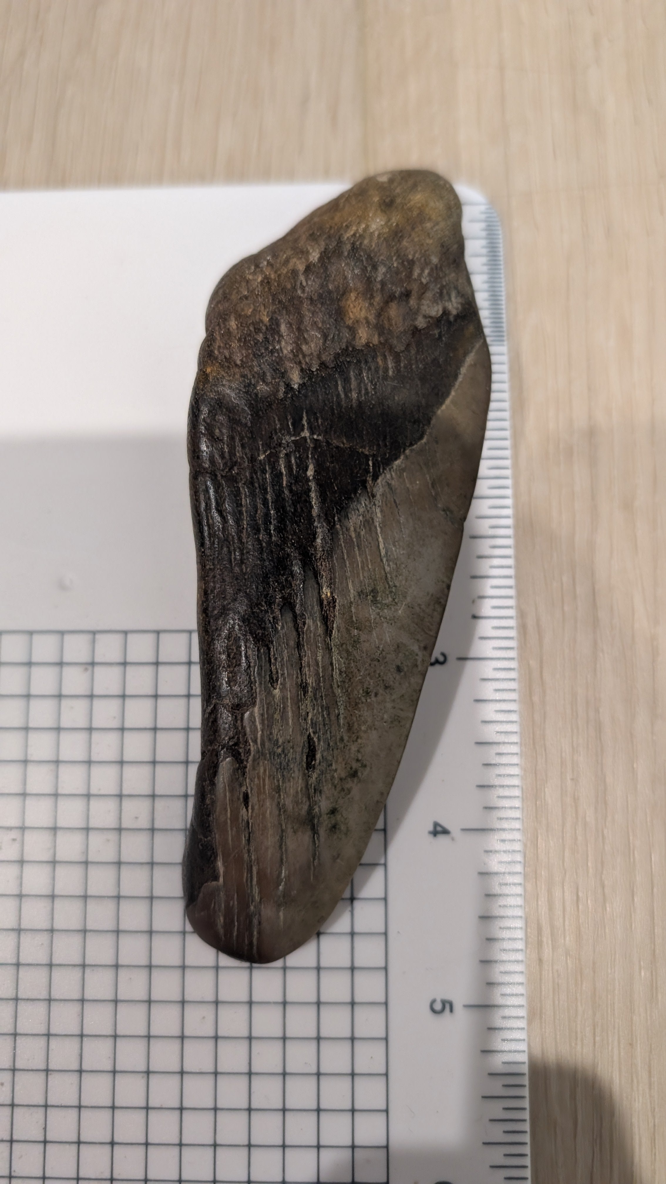 Megalodon Tooth - Partial 4.5 inches