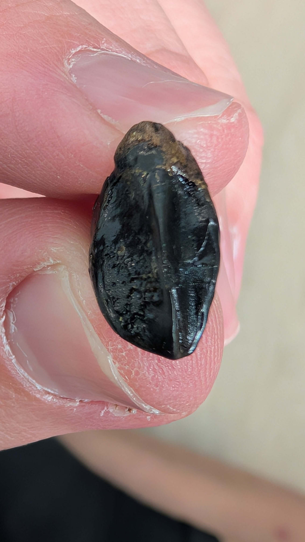 Triceratops Tooth - Fully Rooted