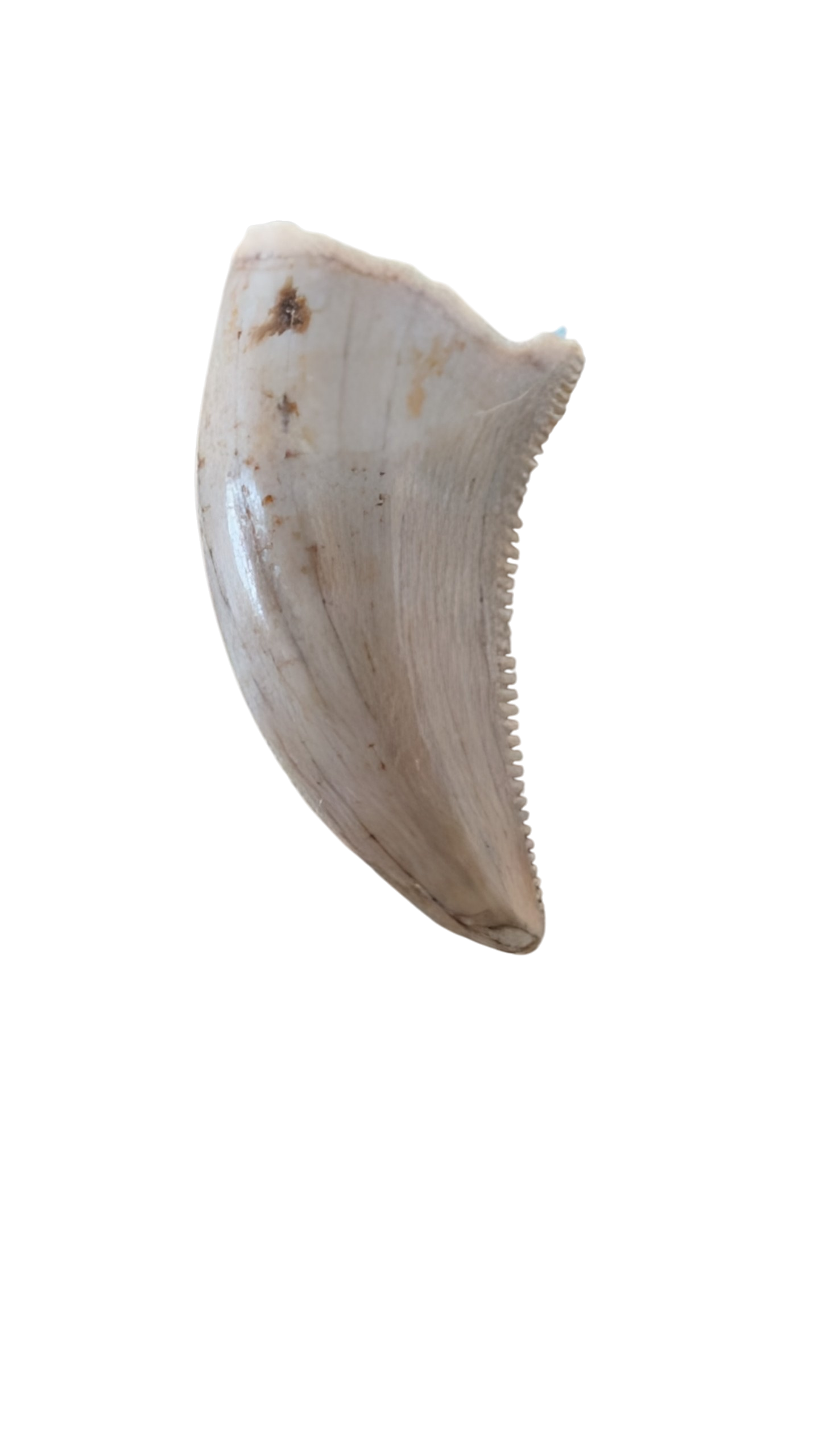 Acheroraptor Tooth