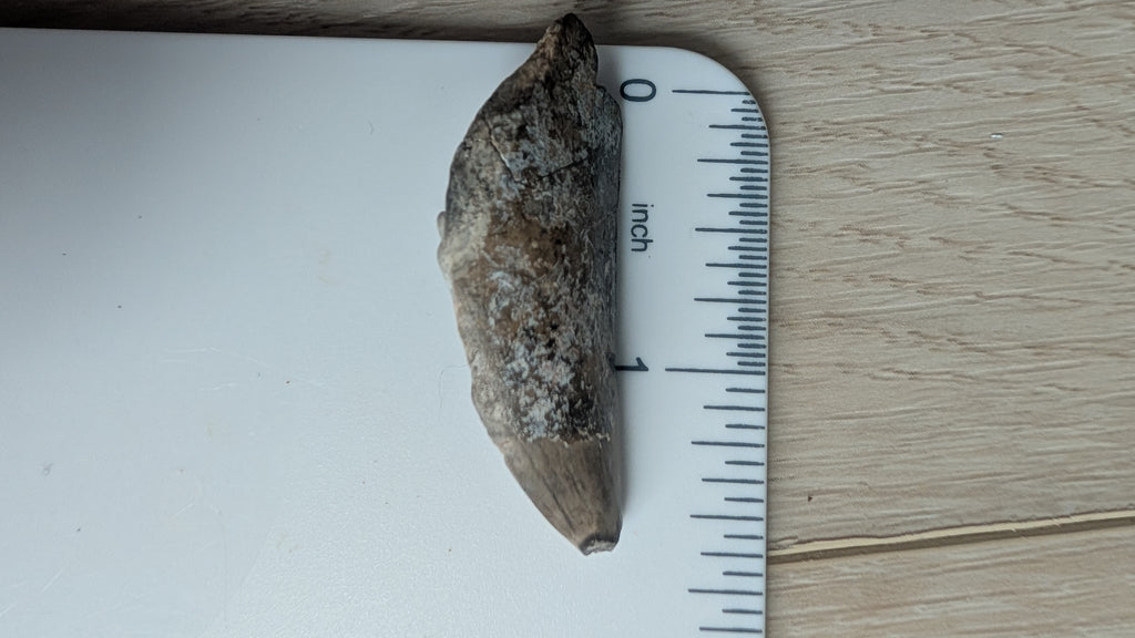 Eocarcharia Tooth - 1.5 inches