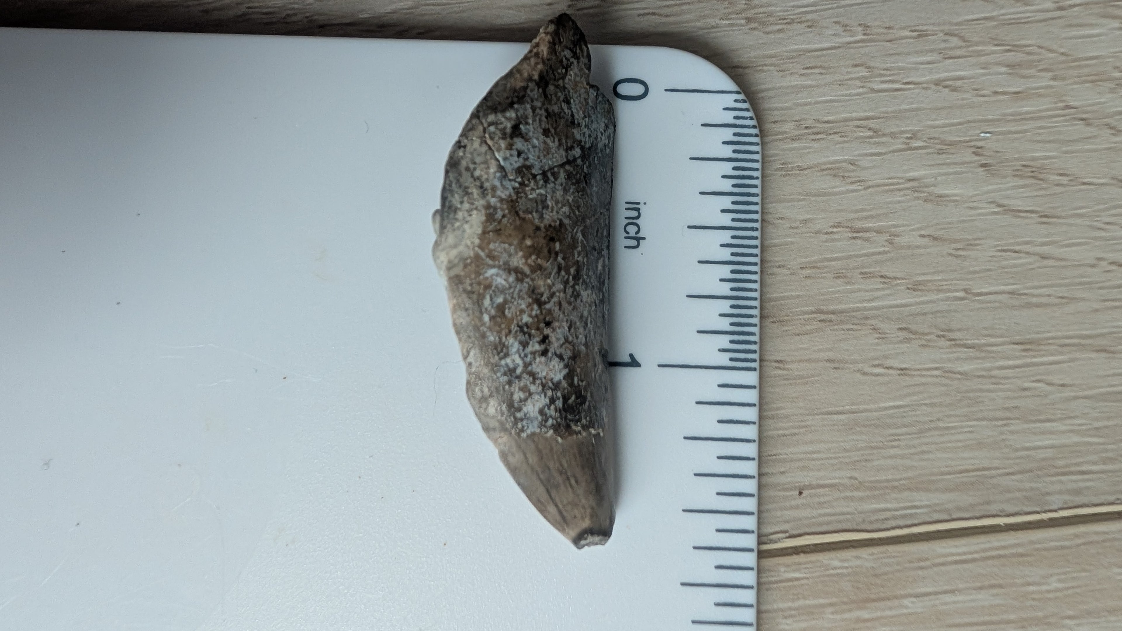 Eocarcharia Tooth - 1.5 inches