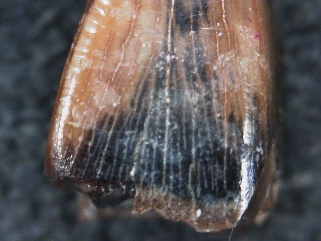 Albertosaurus Sarcophagus Hatchling Premax Tooth