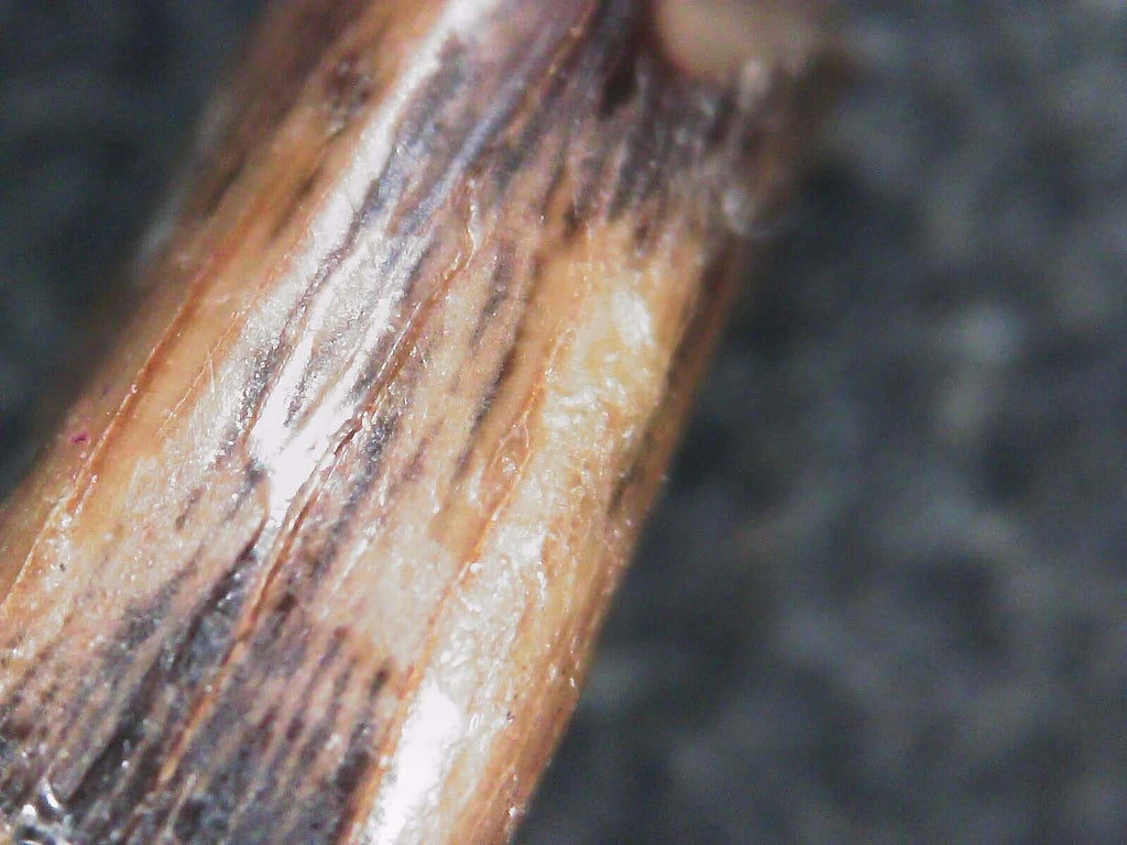 Albertosaurus Sarcophagus Hatchling Premax Tooth
