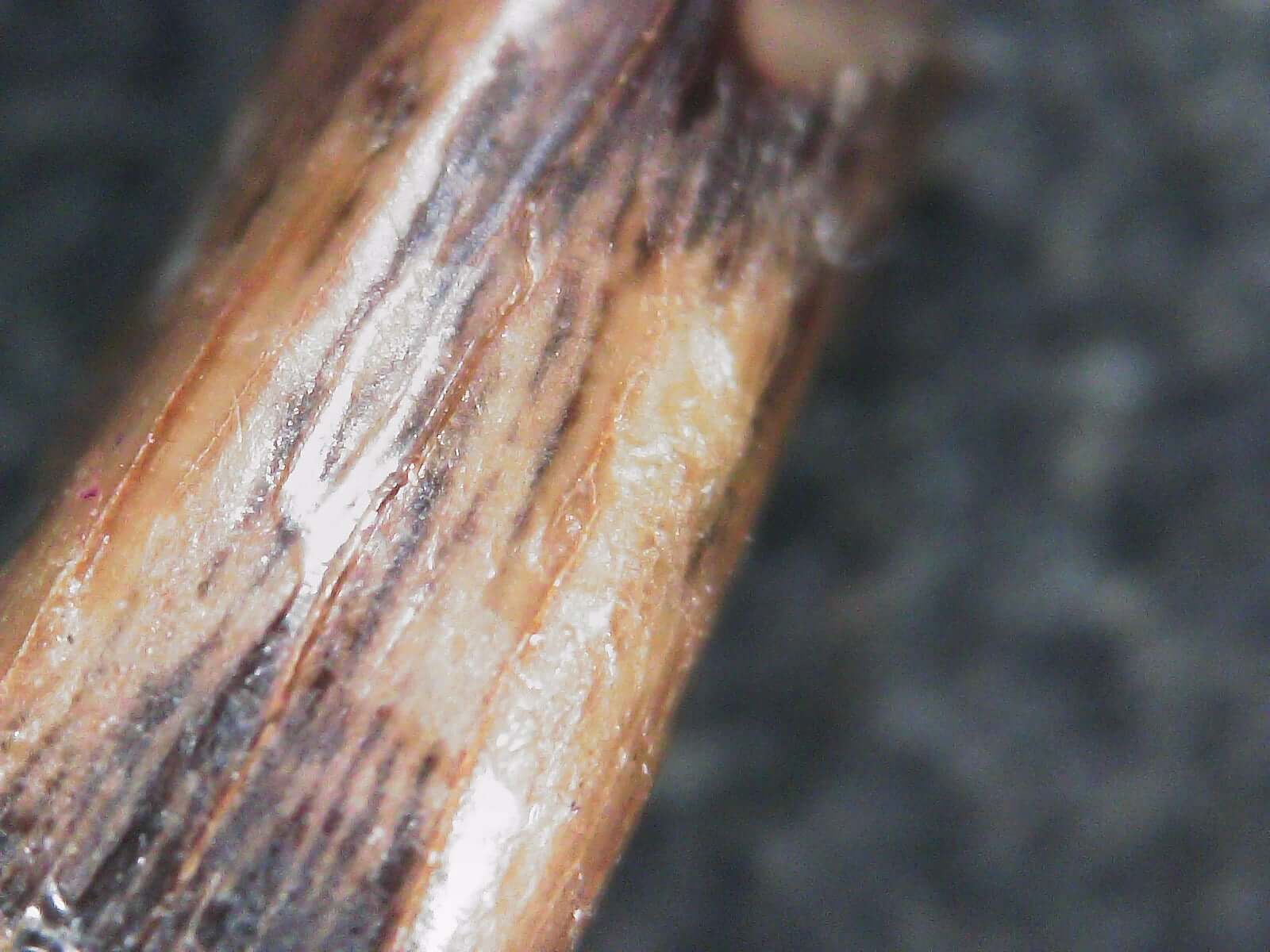 Albertosaurus Sarcophagus Hatchling Premax Tooth