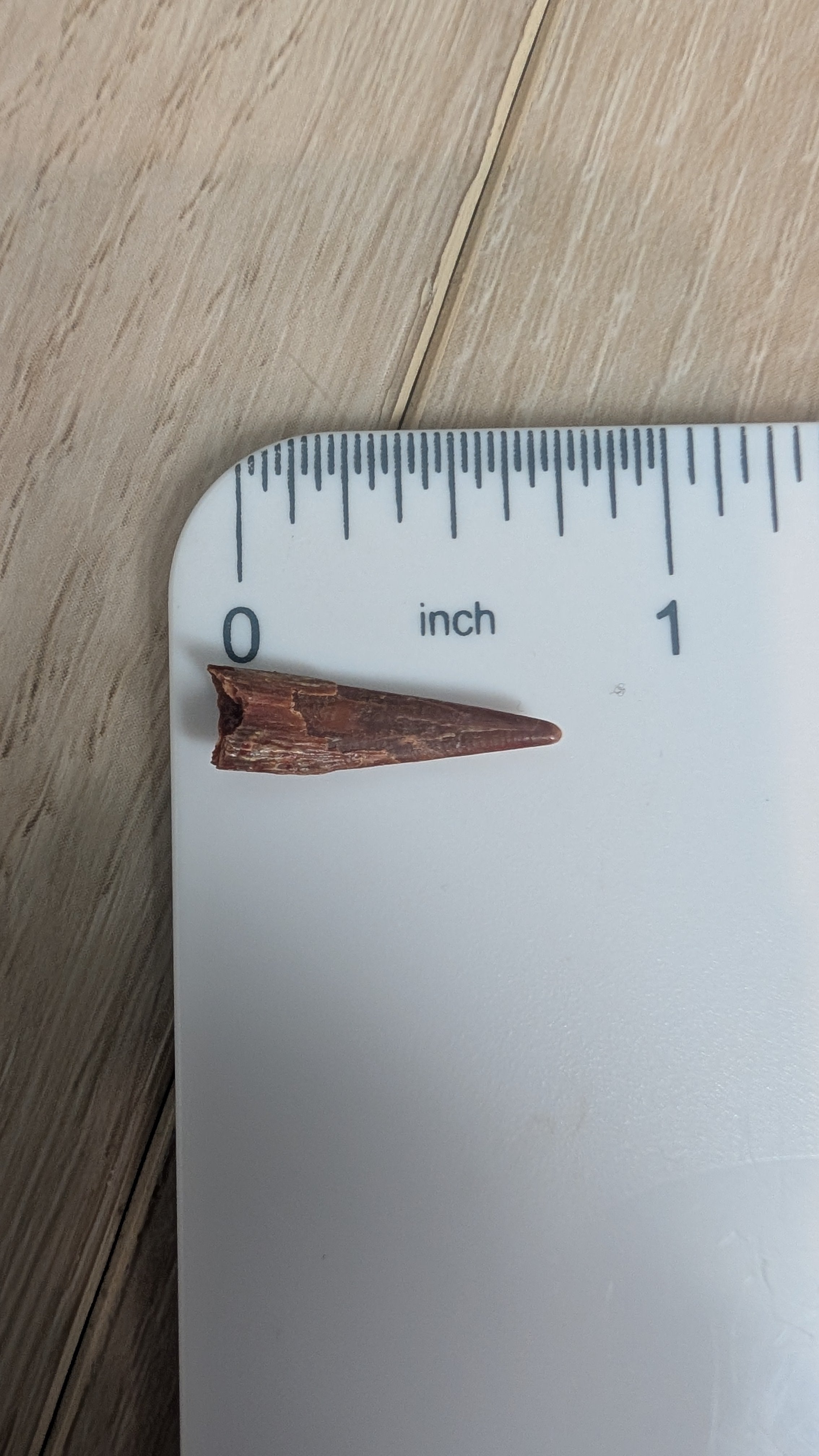 Pterosaur Tooth - Morocco