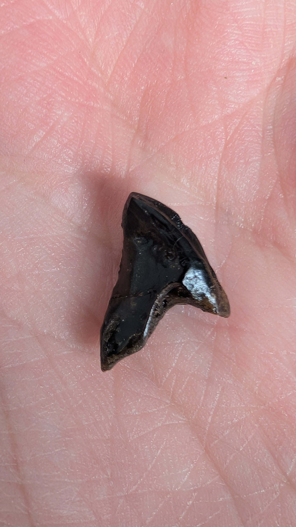 Triceratops Tooth - Fully Rooted
